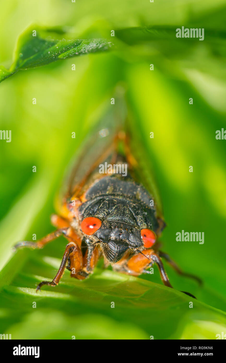 Periodical Cicada (Magicicada septendecim)  Head on view emphasizing the brilliant red eyes.  Powells Valley, Pennsylvania, June. Stock Photo