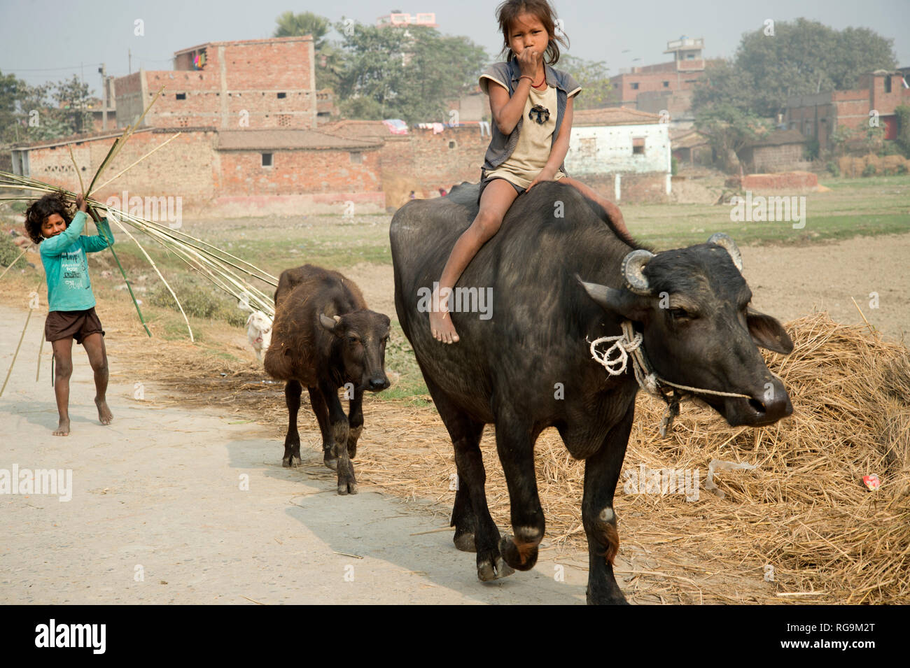 India. Bihar . Katari Middle village. Young girl riding a buffalo followed by its young Stock Photo