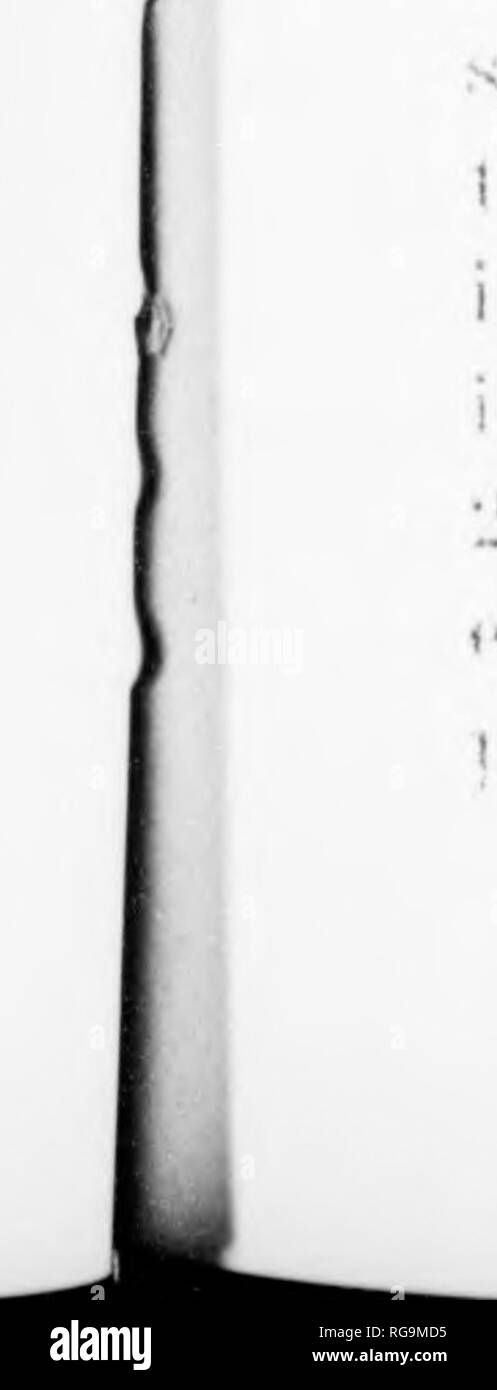 . Bulletin (Pennsylvania Department of Forests and Waters), no. 46-50. Forests and forestry. Over-head sprinkling system in Clearfield Forest Tree Nursery Two veai's laler ihe nurserv was expanded lo four acres, and the &gt;|irinklin«n&quot; system enlar&lt;;(Ml to cover the enlii-e ai'ca. In IIMT addi- iionul clearinjis w&lt;M'e made, on the &lt;»p|M»silc side of Ihe i' acres nuMilioned, all of which are under irrij»ation. When this '•iilire ai-ea is fully ulilized, the annual cai&gt;acily of ihe nursery will '•robablv be fullv lO.OOO.lMM) f(U'est trees. INTENTIONAL SECOND EXPOSURE. Please no Stock Photo