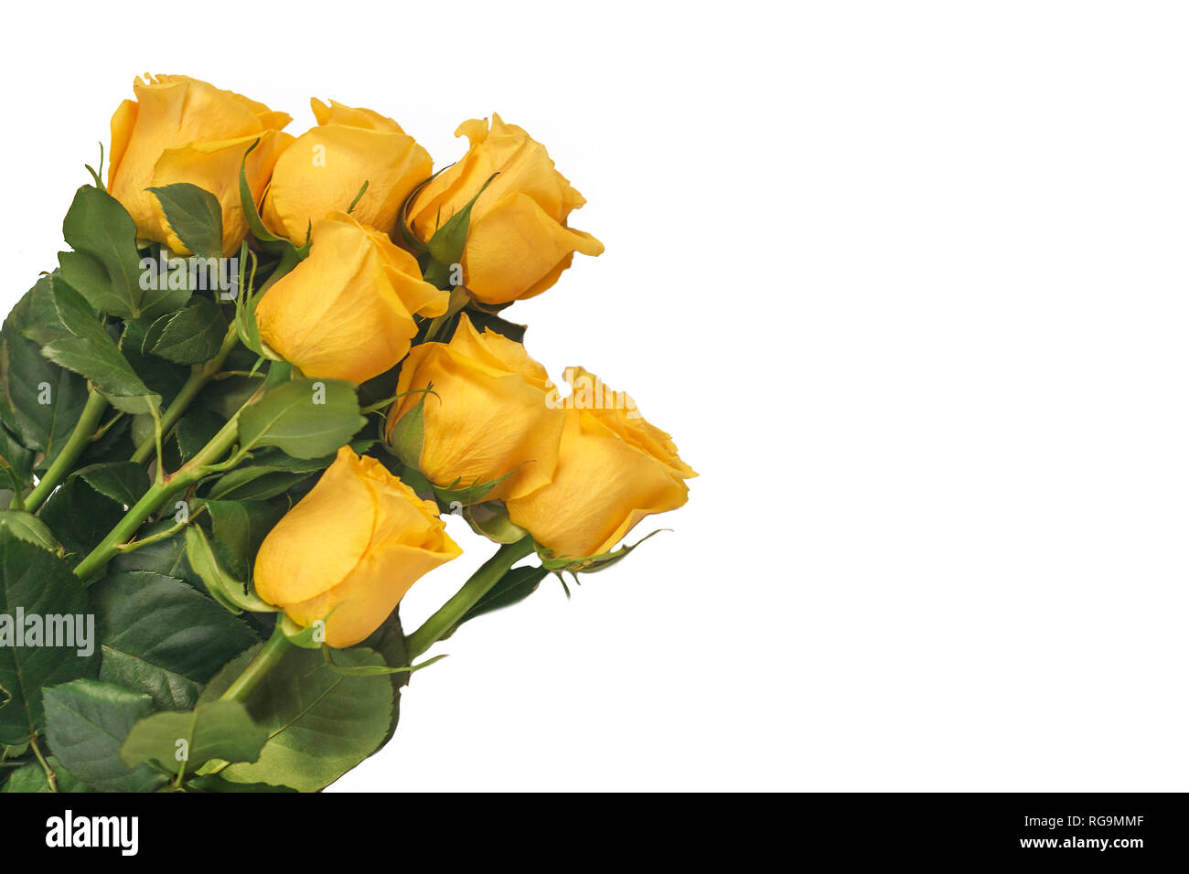 natural floral background yellow rose closeup, a bouquet of roses ...