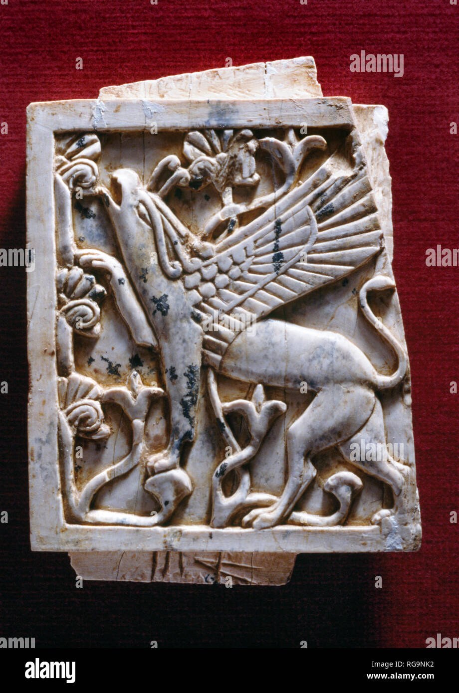 Rampant winged griffin: Nimrud Ivory from Room SW12 Fort Shalmaneser within the Assyrian city of Nimrud, Iraq, photographed in Birmingham Museum. Stock Photo