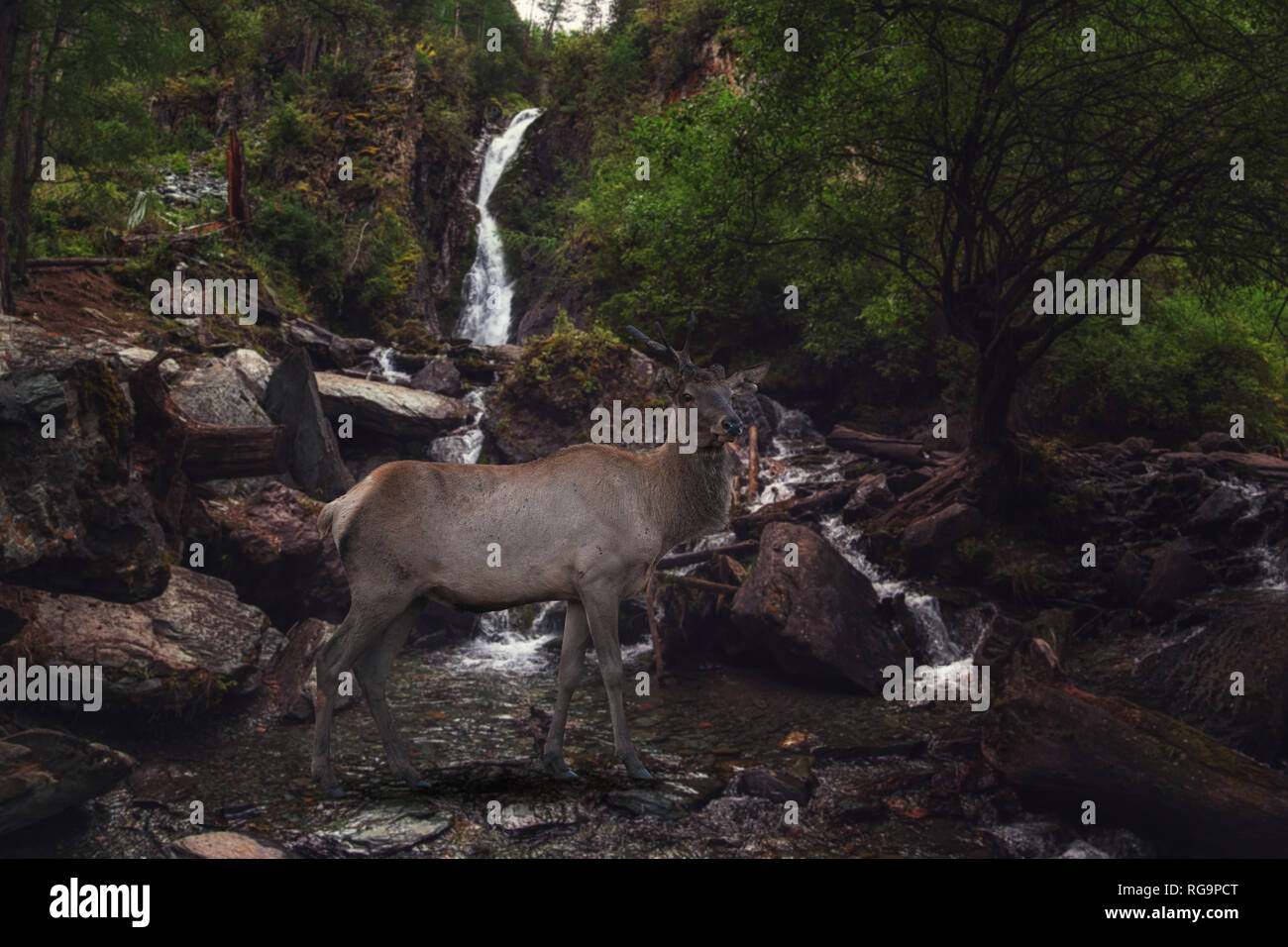 Altai maral hi-res stock photography and images - Alamy