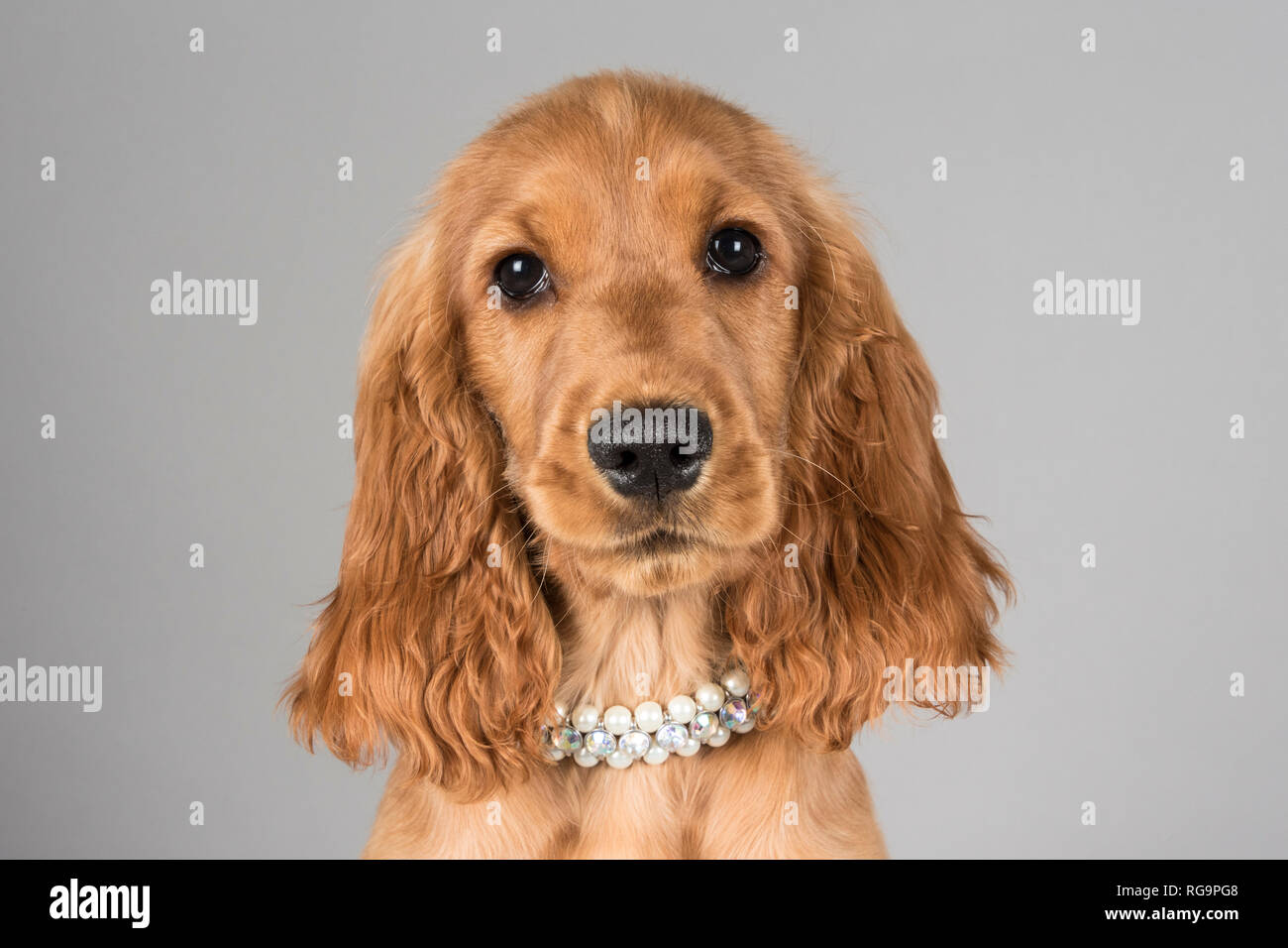 Red cocker spaniel hi-res stock photography and images - Alamy