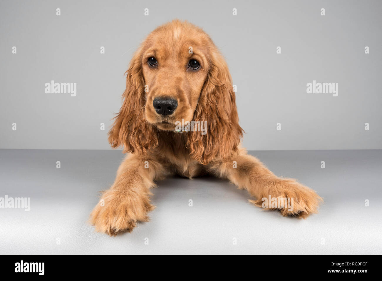 16 weeks old cocker spaniel puppy photographed in the UK Stock