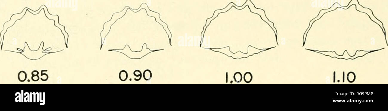 . Bulletins of American paleontology. 0.60 0.65 0.70 0.75 0.80. Text-figure 13.—Transverse serial sections of Plcctospira problcmaiica (Girty) X 6, USNM 154735 from USNM locality 9045, measurements (mm) from ventral beak. A small specimen. crural bases and cardinal process; crura projecting laterally pos- teriorly but descending anteriorly, becoming ventrally directed; spiralia and jugum not observed; muscle scars defined by two dis- tinct ridges that extend forward from the bases of the socket ridges. Holotype. —USNM No. 121190 collected from USGS locality 2623. Distinguishing characters. — P Stock Photo