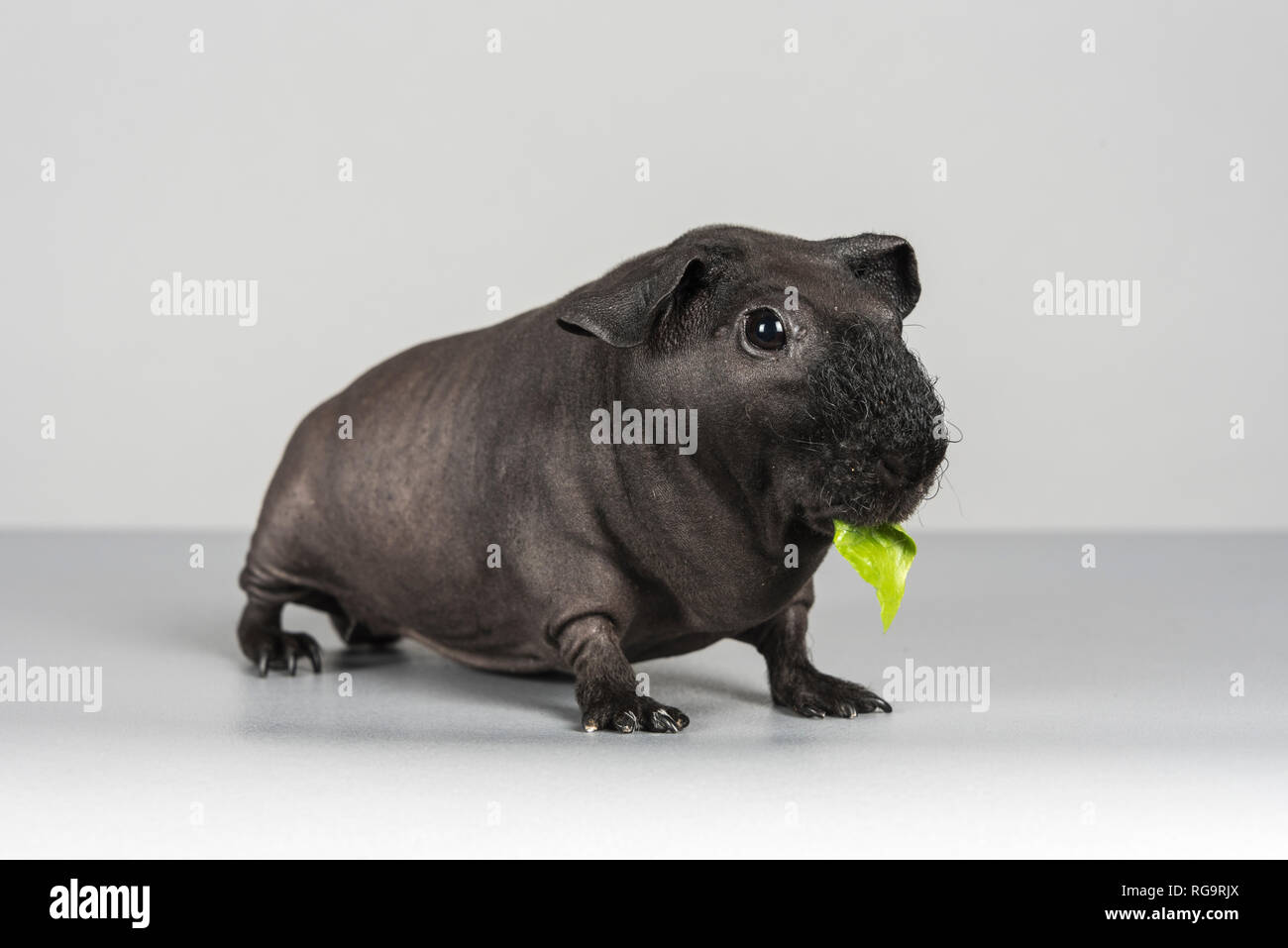 The Skinny Pig (hairless breed of Guinea pig), UK. Stock Photo