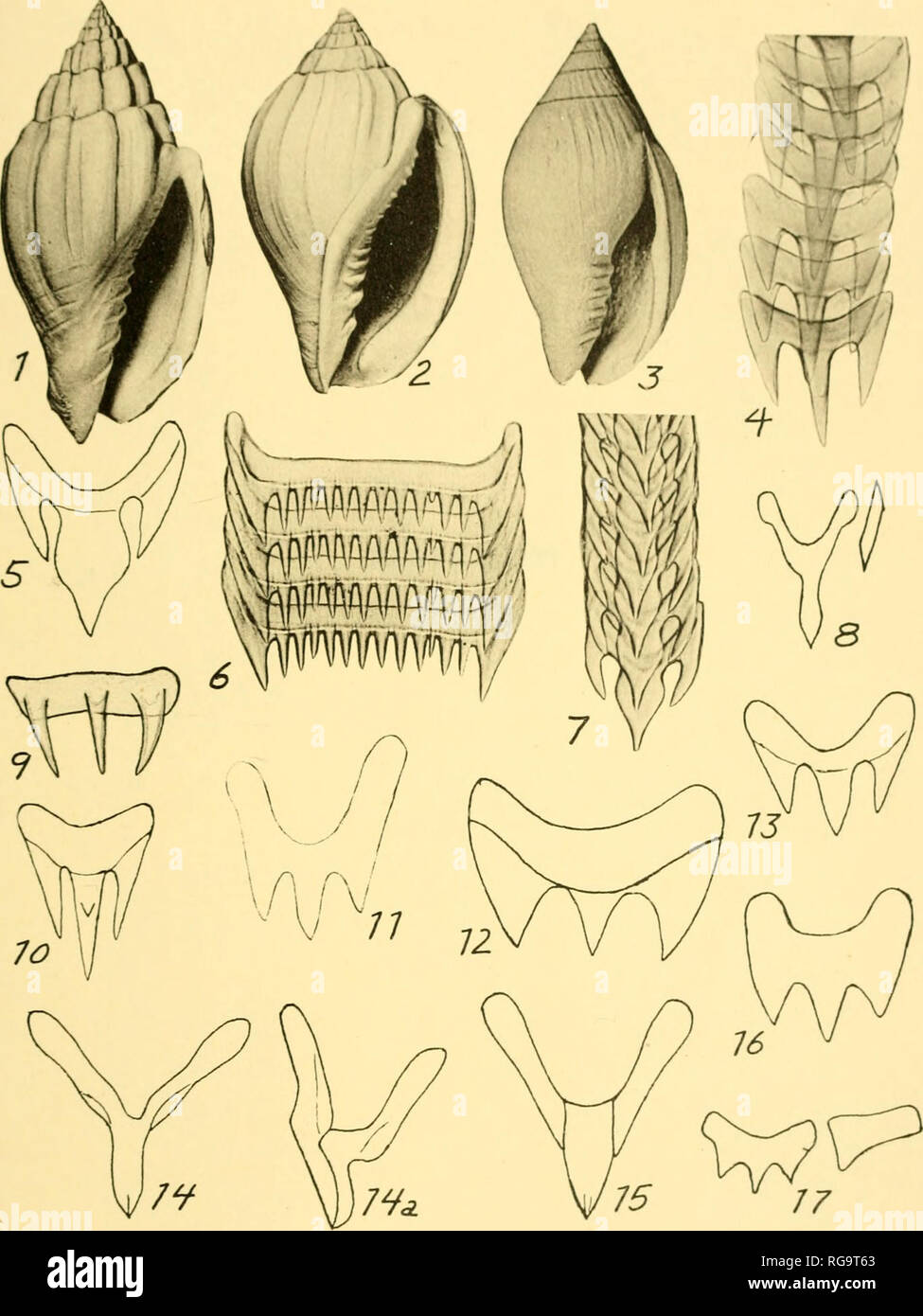 Page 2 Vl Ii High Resolution Stock Photography And Images Alamy