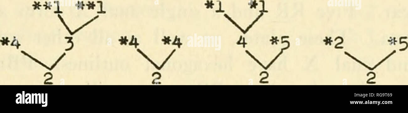 E Robustus High Resolution Stock Photography And Images Alamy