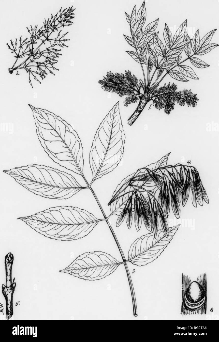 . Bulletin (Pennsylvania Department of Forestry), no. 11. Forests and forestry. 220 WHITE ASH Fraxinus americana, Linnaeus FORM—Usually reaches a height of 70-80 ft. with a diameter of 2-3 ft. but may attain a height of 120 ft. with a diamieter of 5-6 ft. Trunk usually tall, massive, clear of branches for a considerable distance from the ground when grown in the forest, bearing a naiTow, some- what pyramidal crown. When open-grown the crown is decidedly round-topped and often extends almost to the ground. In forest-grown trees tnmk often continuous and dividing into a number of spreading branc Stock Photo