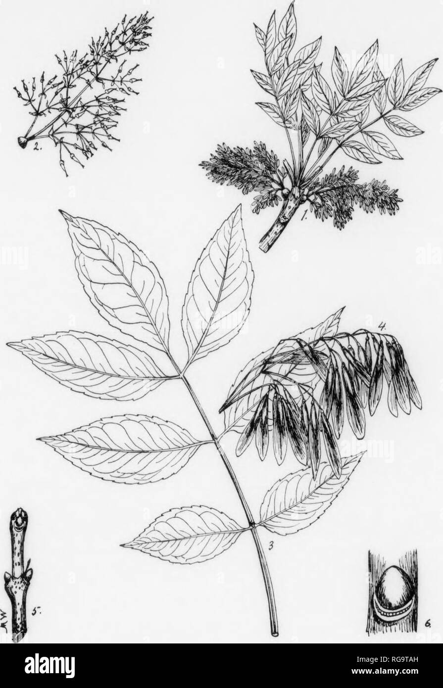 . Bulletin (Pennsylvania Department of Forestry), no. 11. Forests and forestry. 220 WHITE ASH Fraxinus americana, Linnaeus FOEM—Usually reaches a ickM of 70-SO ft. with a diameter of 2-3 ft. but may attain a height of 120 ft. with a diaim&gt;ter of .5-0 ft. Trunk usually tall, massive, clear of branches for a considerable distance from the {jround when grown in thfe forest, bearing a nnirow, some- what pyramidal crown. When onen-grown the crown is decidedly round-topped and often extends almost to the ground. In forest-grown trees tnmk often continuous and dividing into a number of spreading Stock Photo