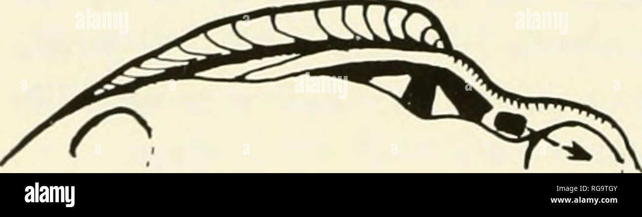 . Bulletins of American paleontology. 322 Bulletin 180 The two genera, VentricoUdea and Antigona, have strong concentric ribs (radial ribs do not exist in all species of Antigona), interior crenula- tions of the palhal margin, definite lunule and corselet, the same hinge with three divergent teeth and one lateral anterior All of the left valve, the same short and pointed pallial sinus. But Glibert (194 5, p. 186), as well as Frizzell (1936, p. 57), indi- cated that VoUyicoHdea equals Dos/na Gray, 1831, of which the type species is D. zelandica Gray (Powell, 19-46, p. 15, fig. 3). In comparing  Stock Photo