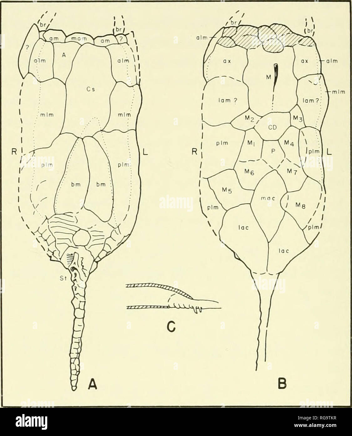 . Bulletins of American paleontology. 48 Bulletin 185. Text-fig. 11.—Morphologic lineaments of Victoriacystis ivilkinsi Gill and Caster, new genus, new species, based on photographs of the holotype. A. Plastron surface. B. Carapace surface. C. Diagrammatic representation of the proximal region, lateral view, showing the hooded overhang of the carapace above the proximal stele, and the corresponding excavation of the plastron to accommodate the exceptionally large and broad proximal stele. Solid lines represent definite margins and sutures. Broken lines are lineaments, in part sutural, in part  Stock Photo