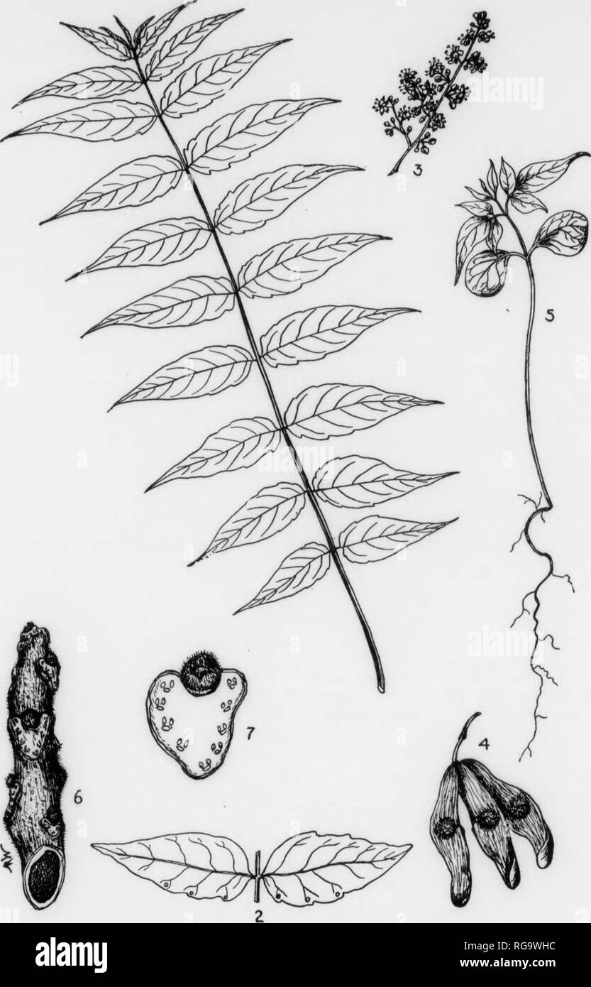 . Bulletin (Pennsylvania Department of Forestry), no. 11. Forests and forestry. PLATE CI. TREE OF HEAVEN 1. A mature leaf, x }. 2. Lower side of two leaflets showing glands, x *. 3. A panicle of flowers, x J. 4. A small cluster uf winged seeds, x i. r». A seedling, x A. 6. A winter twig, x J. 7. A bud and a leaf-scar with bundle-scars, natural size. 193 TREE OF HEAVEN Ailanthus glandulosa, Desfontaines FAMILY AND GENUS DESCRIPTION—The Quassia family, Simarubaceae, comprises about 30 gon(Ta with 150 species found mostly in the tropics and the warmer parts of both the eastern and western hemisph Stock Photo