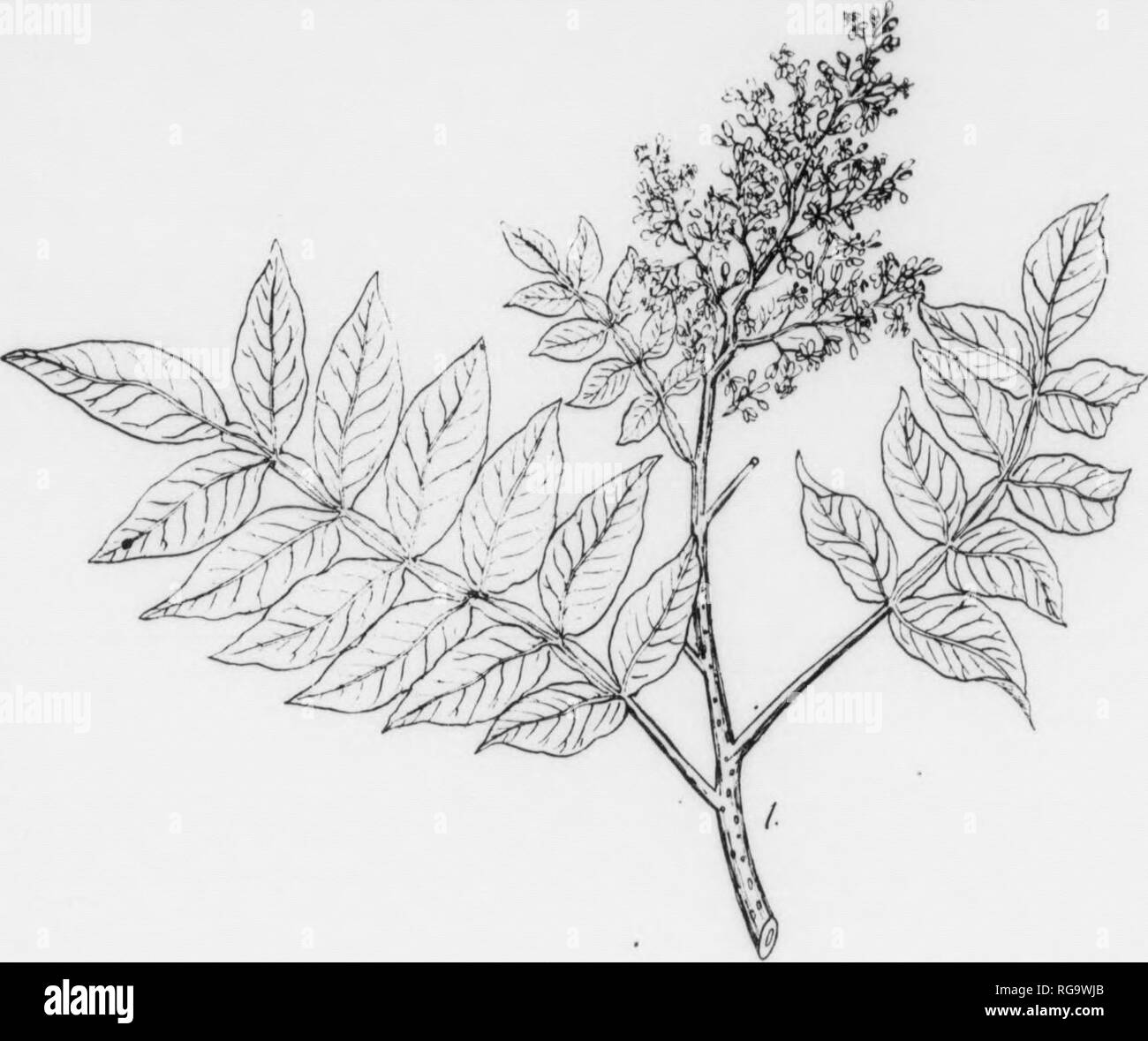 . Bulletin (Pennsylvania Department of Forestry), no. 11. Forests and forestry. 192 DWARF SUMACH Rhus copallina, Linnaeus FORM—A small shrub rarely more than 6-8 ft. tall; becomes a tree only in Arkansas and Texas. BARK—Rather thin, liifht to ree distinguished from our other native species of sumach by its winged leaf-petioles and its leaflets which are entire-margined except near the apex. Its branches contain a watery juice while the branches of the Staghom and Smooth Sumach contain a mJlky juice. Its branches are roughened by conspicuous raised lentlcels while those of the Smooth Sumac are  Stock Photo