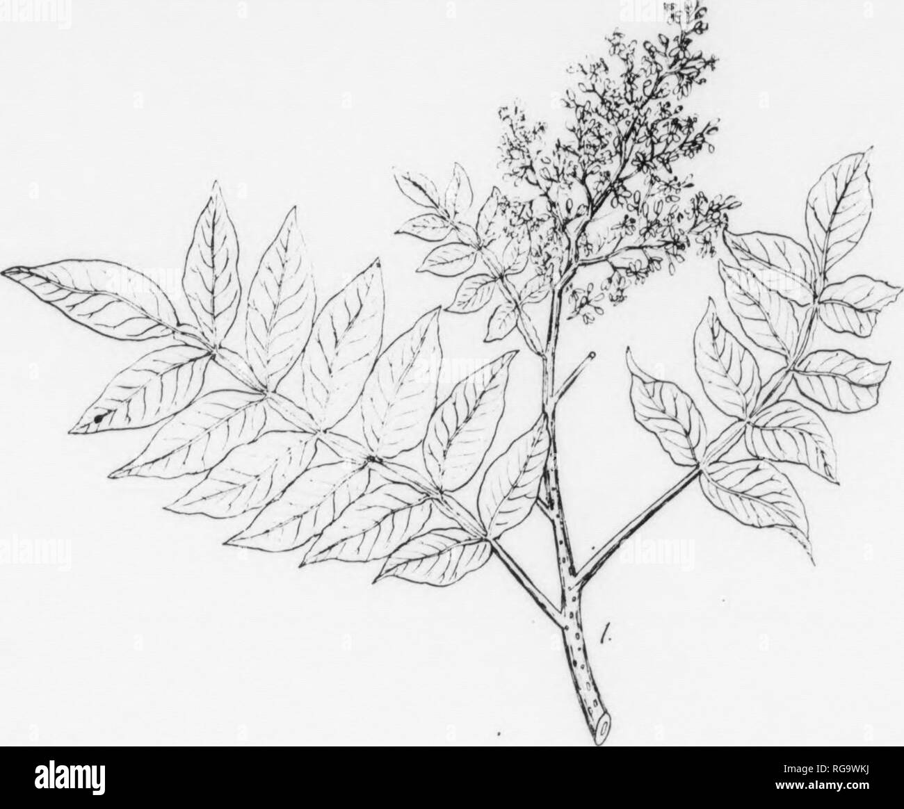 . Bulletin (Pennsylvania Department of Forestry), no. 11. Forests and forestry. 11 III 192 DWARF SUMACH Rhus copallina, Linnaeus FORM—A small shrub rnrely more than 6-8 ft. tall; becomes a tree only in Arkansas and Texas. BARK—Rather thin, light to reddish-browTi, often 8tiHM)th; on older specimens may peel off into papery layers, frequently roughened by large, elervated, bro^vnlsh projections. TWIGS—At first hairy, somewhat zigzag and greenish-rod; later smooth, reddish-brown, and roughened by prominent leaf-scars and large d.irk-coiored lenticels; frequently roughened by large elevated rugop Stock Photo
