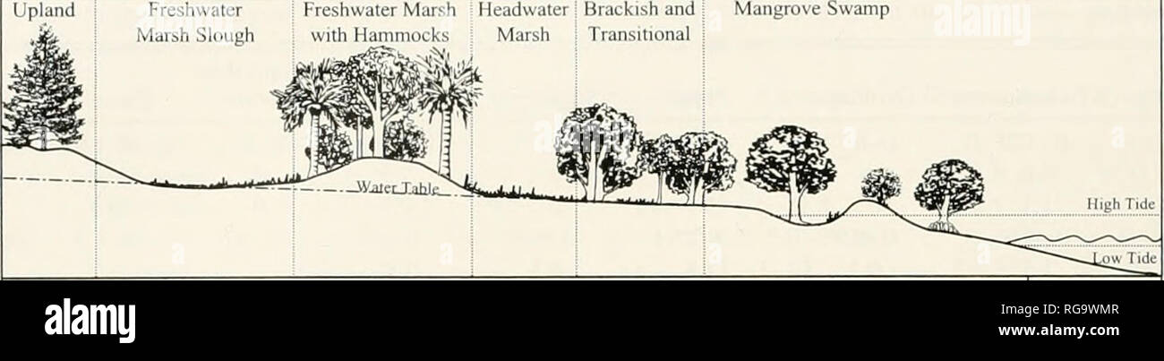 . Bulletins of American paleontology. Bulletin 361 Upland. Mangrove Swamp Fresh Brackish High Tide Pollen 1 vpe Rhizupbora Cotiocarptts Osmuitila composits triporates Ilex Cyperaceae Typha Cephalatithus chenopods Su^^itlaria .ympfiaea Vtricularia cf Ovoicliles Taxodiitm Piiius Qttcrcus Text-tigure 8.—Conceptual diagram (Jisplaying the distribution of the 18 key taxa across the major physiographic zones of the study area. Shading on bars represents relative within-taxa frequency in a given environment (darker = more abinidant). organic detritus. After sieving, the samples were ace- tolyzed in  Stock Photo