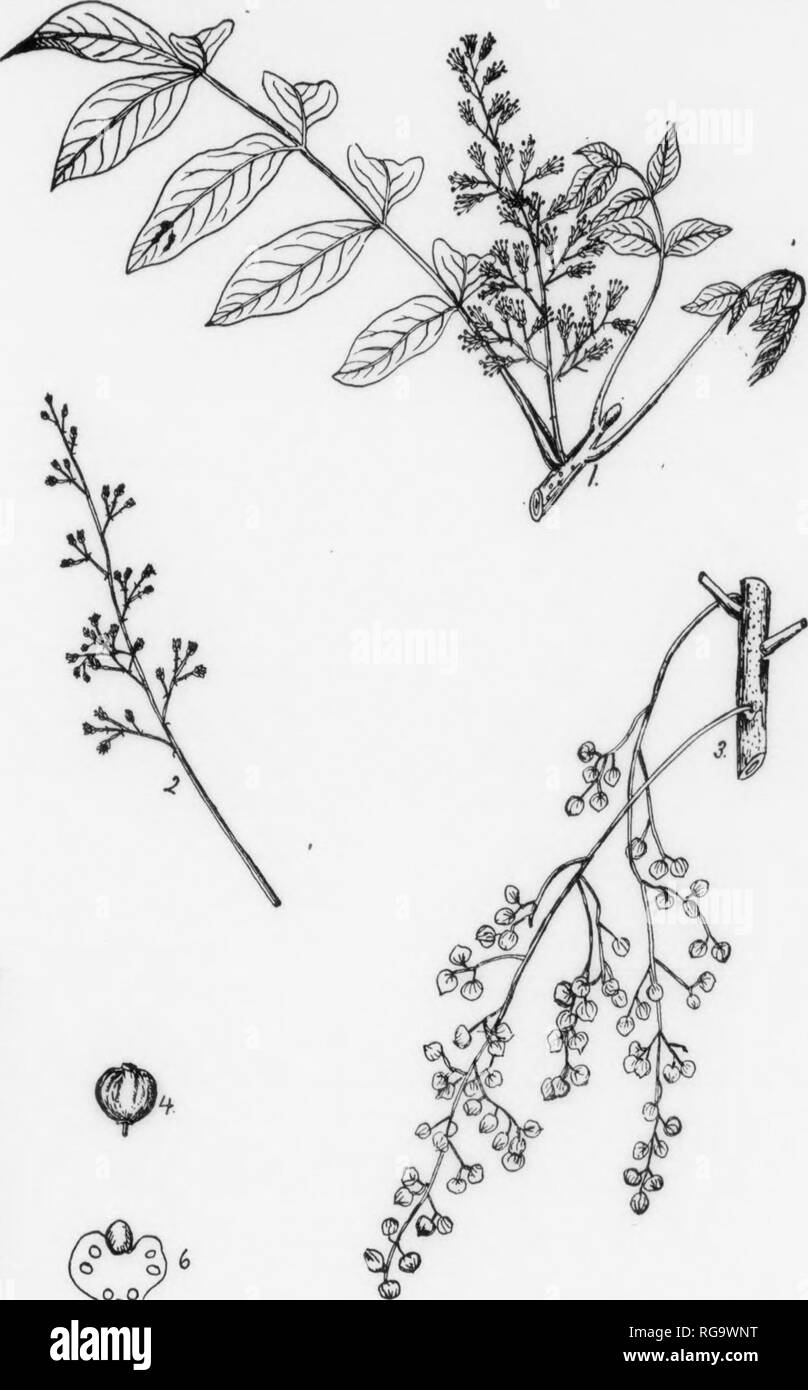 . Bulletin (Pennsylvania Department of Forestry), no. 11. Forests and forestry. 190  POISON SUMACH Rhus Vernix, Linnaeus FORM-oA shrub or small tret, usually 5-10 ft. high but may roach a height of 20 ft. with a diameter of 8 inches. Usually branches near ground. Crown wide, deep, and usually rounded. BARK—Smooth, somewhat streaked, thin, liyht to dark gray, roughened with horizontally- elongated lenticels. — TWIGS—Stout, orange-brown, later light gray, smooth, often glossy, covered with numerous raised lenticels, contain yellowish-brown pith; if punctiired or cut, exude watery juice which tu Stock Photo