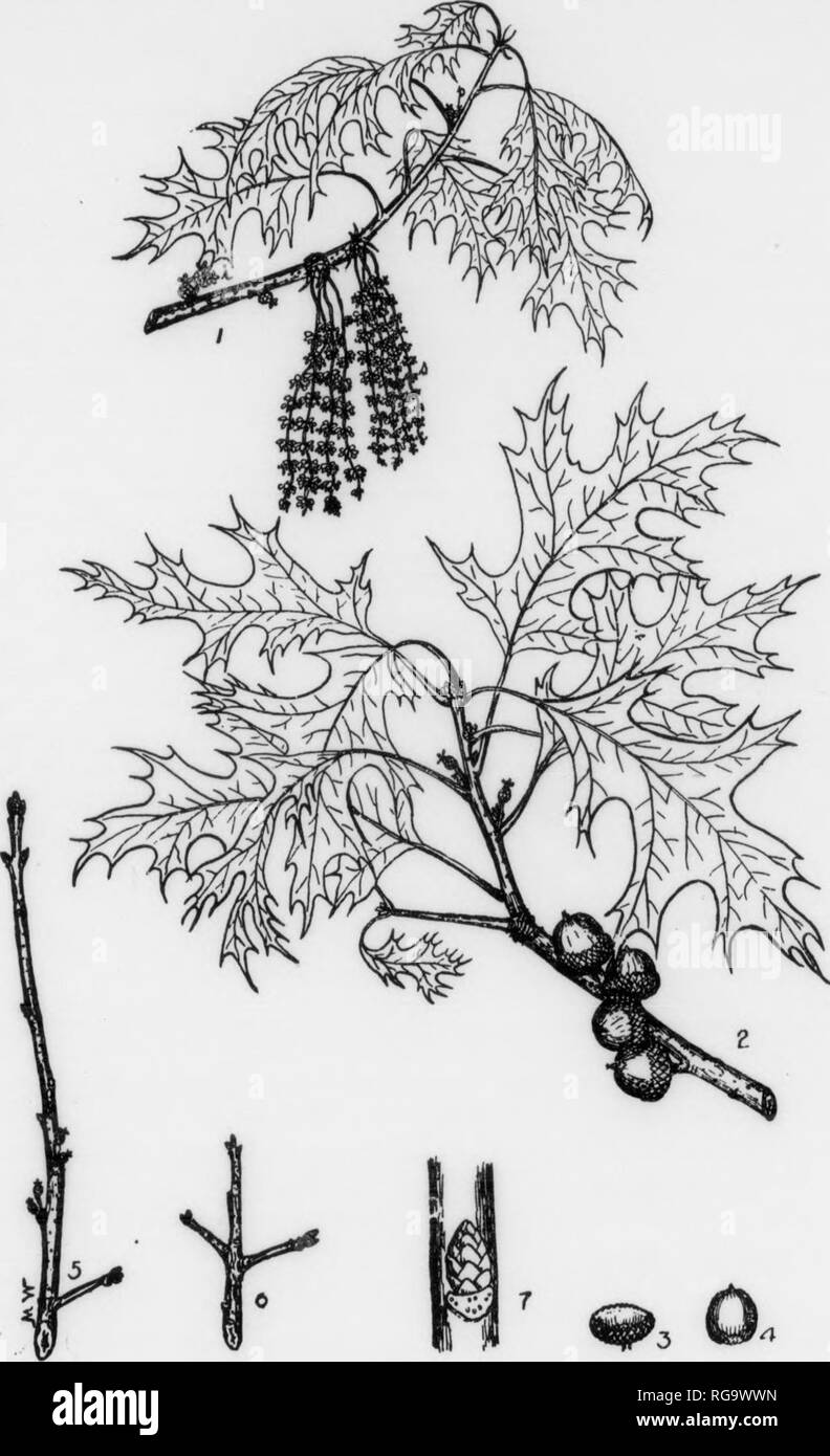 . Bulletin (Pennsylvania Department of Forestry), no. 11. Forests and forestry. 146 ]! PIN OAK Quercus palustris, Muench and drooping, the middle horizontal, and the upper aacenmng. distinctive. See Figs. 69 and 60. low ridges which are covered by sniall close scaiea. un yuu Â« Ijrown to reddish. See Fig. 97. IWiaS-SUnder, tÂ»o,h, l^trou., at .m talry, I.t.r Â»noÂ«th. *Â»!. rÂ«l to ,r.yl.Vbroâ¢. covered with pale and inconspicuous lenticels. BUDS-Altemate. smooth. Â» of an inch^ong. --&quot;..ovoid ^-P-JÂ«iÂ»ted. covered with light brown wiles which may sometimes be slightly hairy on the margi Stock Photo