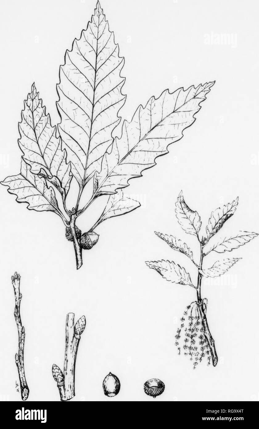 The engelmann oak hi-res stock photography and images - Alamy