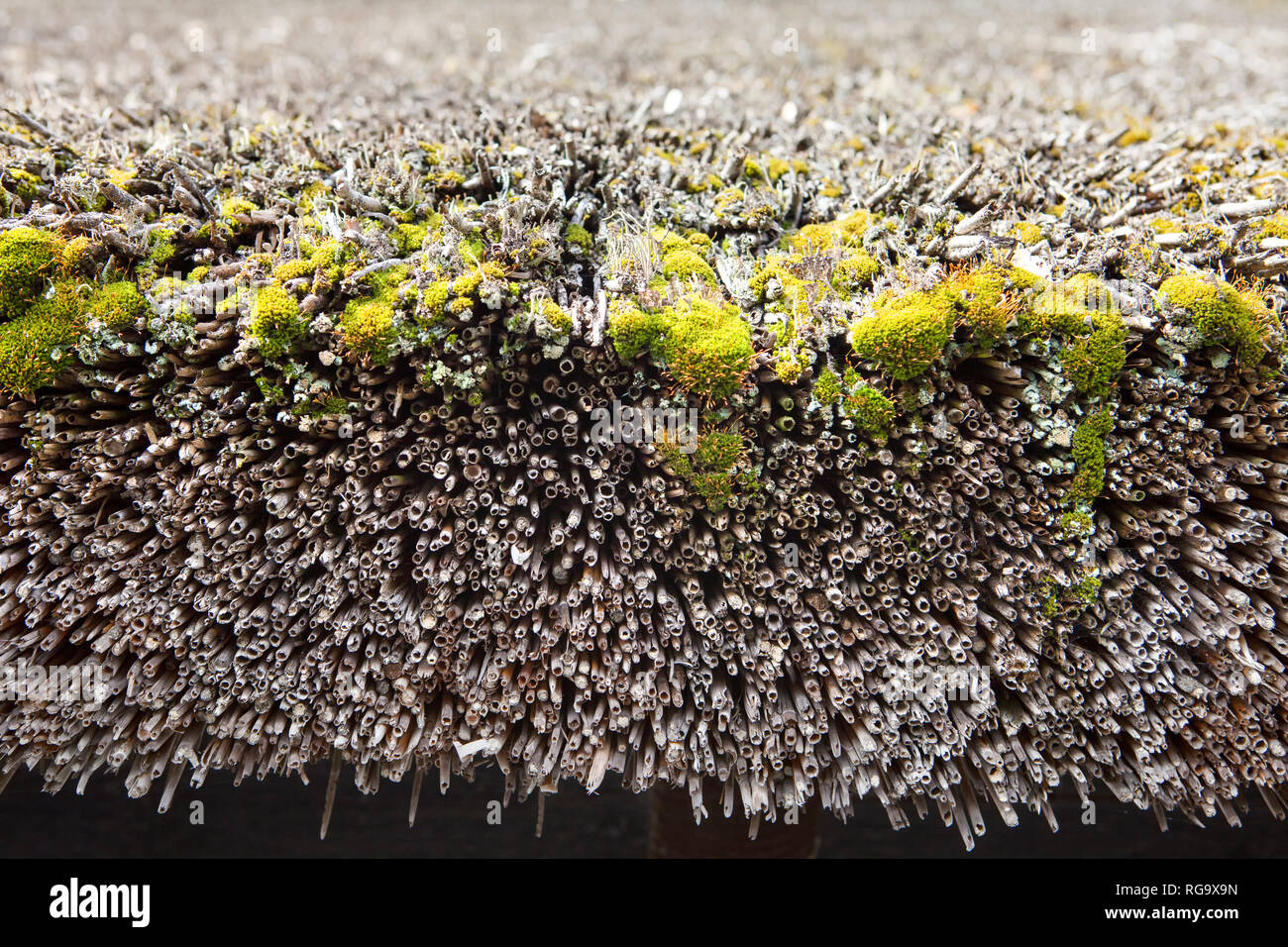 Detail of a thatched roof , Germany; Europe Stock Photo
