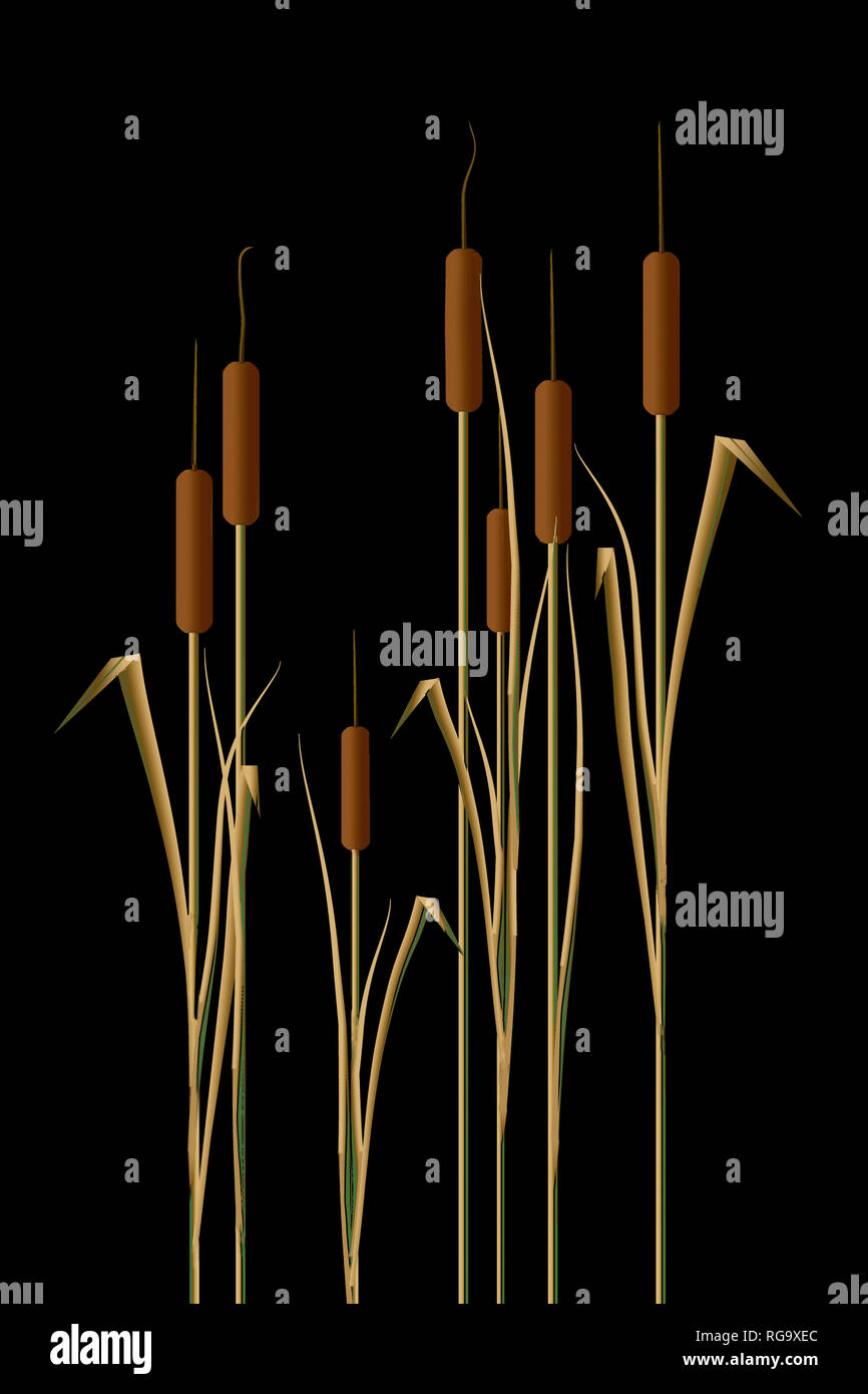 Cattails in water are the subject of this natural background image