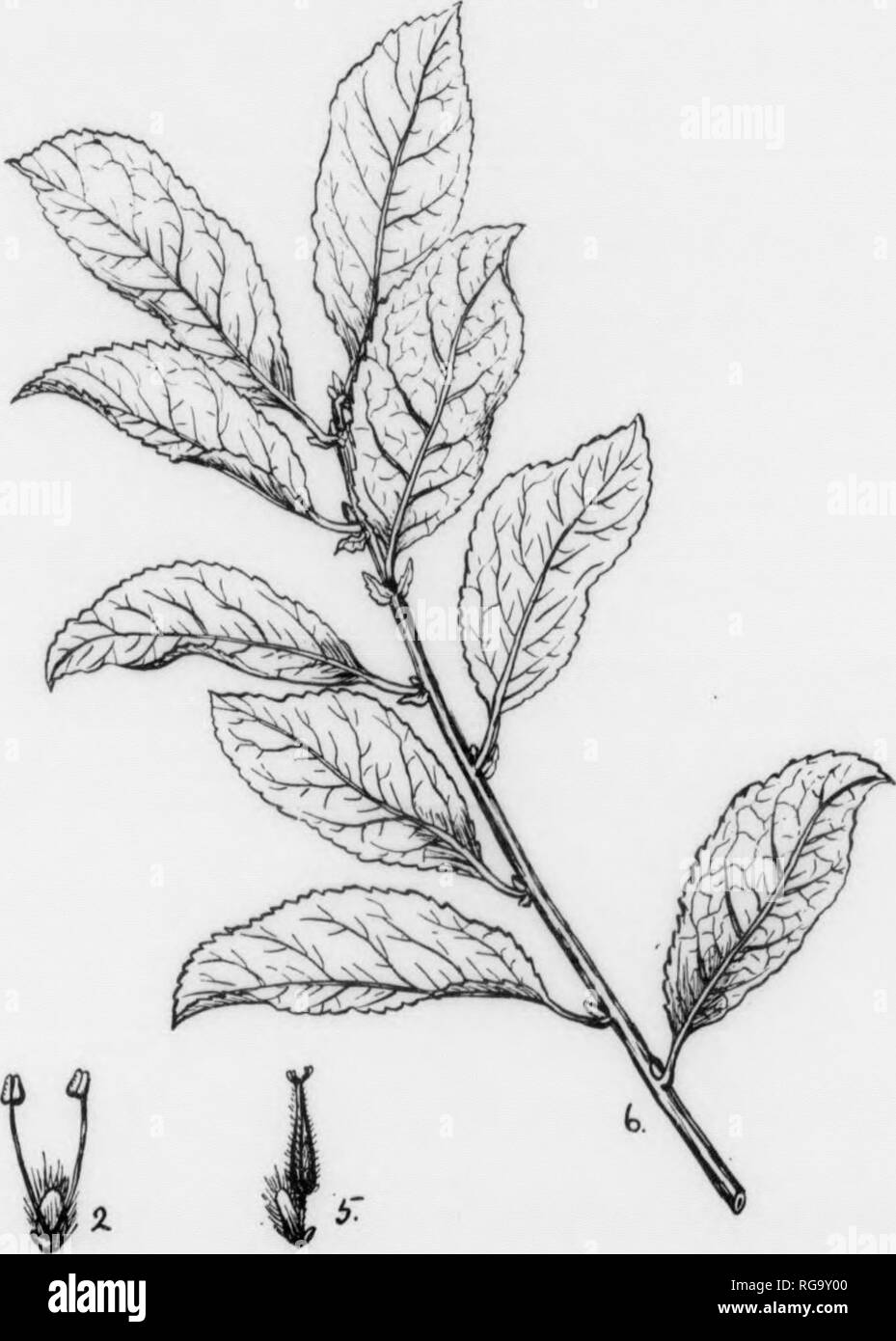 Bulletin Pennsylvania Department Of Forestry No 11 Forests And Forestry Please Note That These