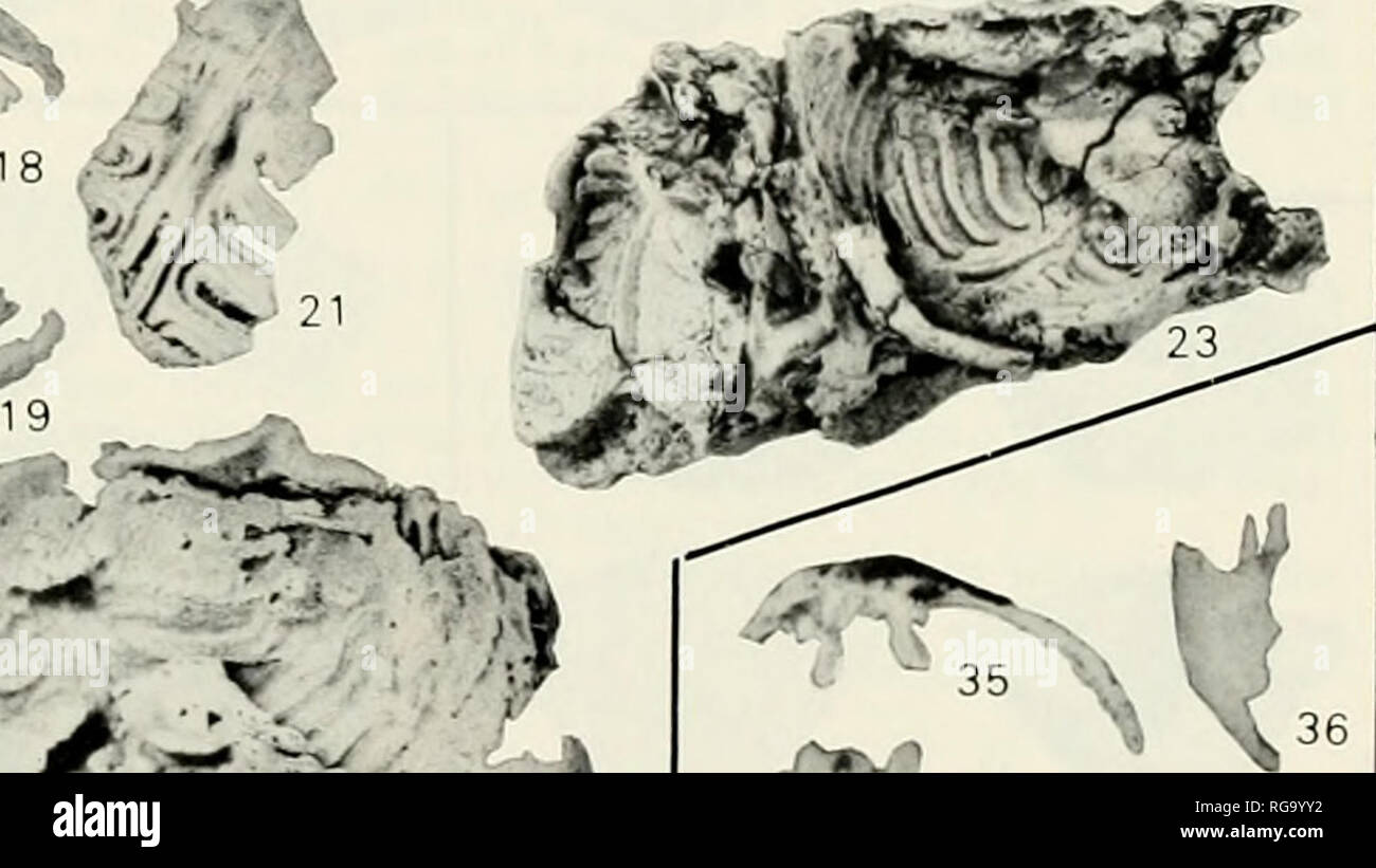 Bulletins Of American Paleontology 13 W 15 A F A F 1 H A A R R Htlfc Quot 17 Quot 24 25 W26 W27 J 28 7 Please Note Bulletins Of American Paleontology 13 W 15 A F A F 1 H A A R R Htlfc Quot 17 Quot 24 25 W26 W27 J 28 7 Please Note