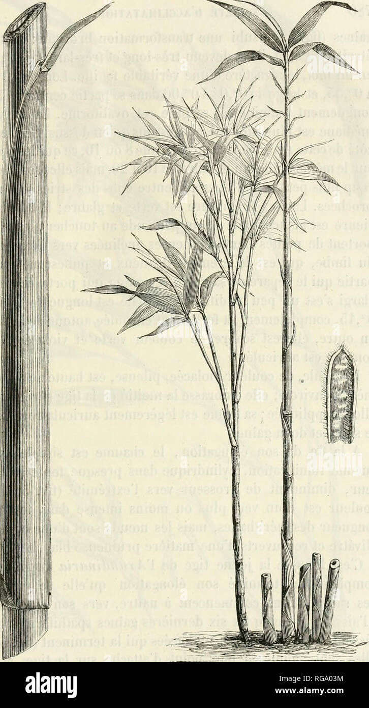 . Bulletin de la Socit d'acclimatation. Socit d'acclimatation; Animals; Zoology, Economic; Botany, Economic. FiG. 51. FiG. 53 — 52. FiG. 5'i.. ARUNDINARIA JAPONICA. FiG. 51. Cliniiinc avec sa gaine. — FiG. 5:2. Chaume se dcvcloiipanl. — FiG. 53. Cliaiiuir doveloppé. — FlG. 5i. Écaille bincrvce.. Please note that these images are extracted from scanned page images that may have been digitally enhanced for readability - coloration and appearance of these illustrations may not perfectly resemble the original work.. Socit d'acclimatation. Paris : La Socit Stock Photo