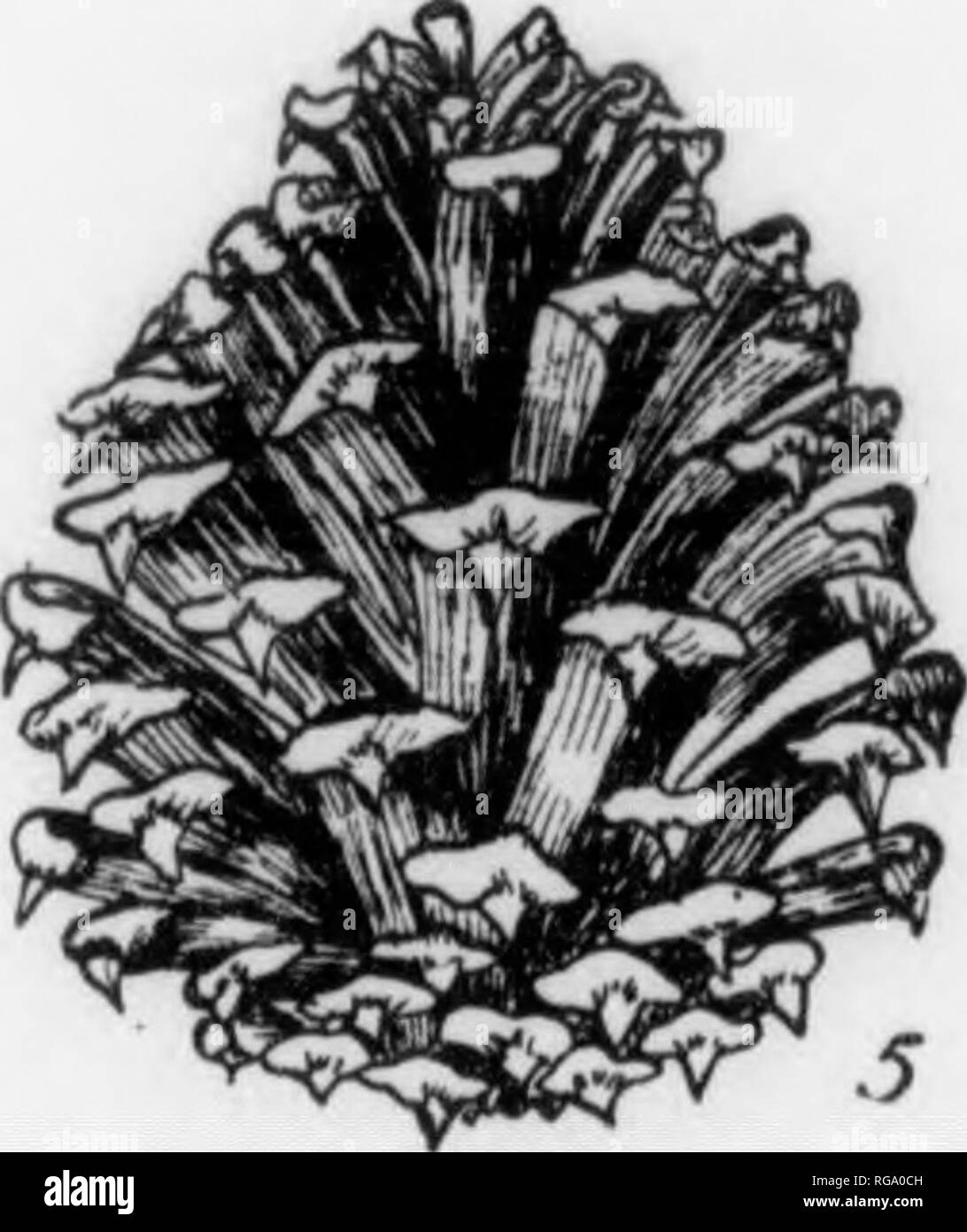 . Bulletin (Pennsylvania Department of Forestry), no. 11. Forests and forestry. 0.. 1. 2. fi'. 4. '). 0. 7. 8. 9. PLATE XIII. PITCH PINE with nCLKllos and terminal clustor of V)U(ls, x h- and ang-ular cross section, cnlarncd. lirandi ,, , cluster of three needles. h- Tin of a needle witii serrate nmrjiin Hranch with needles and a closed cone, x ,. An open cone, x *. T nwpi- side of a eone seale, x 5- , i. ^ i Upper side of a cone seale with two winded seeds, x h- A winged seed, natural size. A seed, natural size. PITCH PINE Pinus rigida, Miller FORM—^Usually attains a height of 40-50 ft. a Stock Photo
