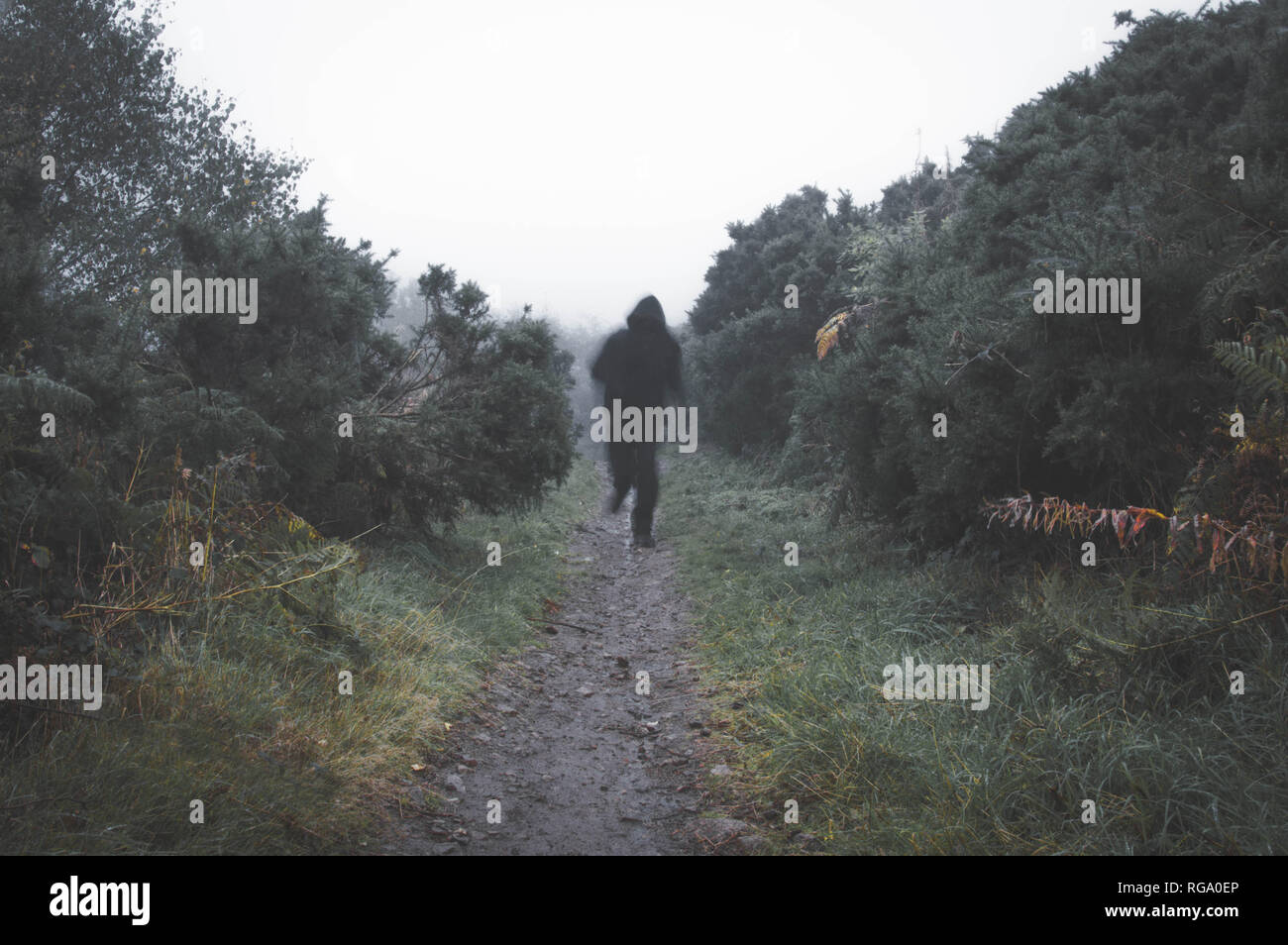 A sinister blurred hooded figure running towards the camera on a country path on a foggy rainy day. With a muted, dark edit. Stock Photo
