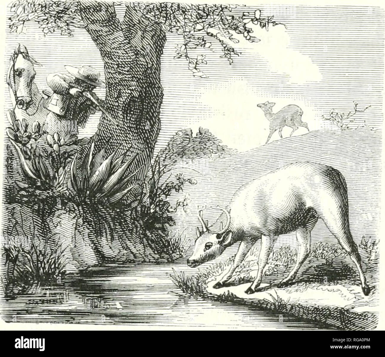comment s appelle le bébé du cerf et de la biche