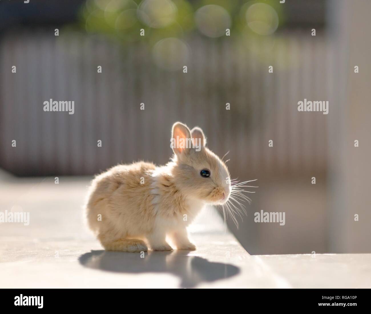 Little bunny in sunny day Stock Photo