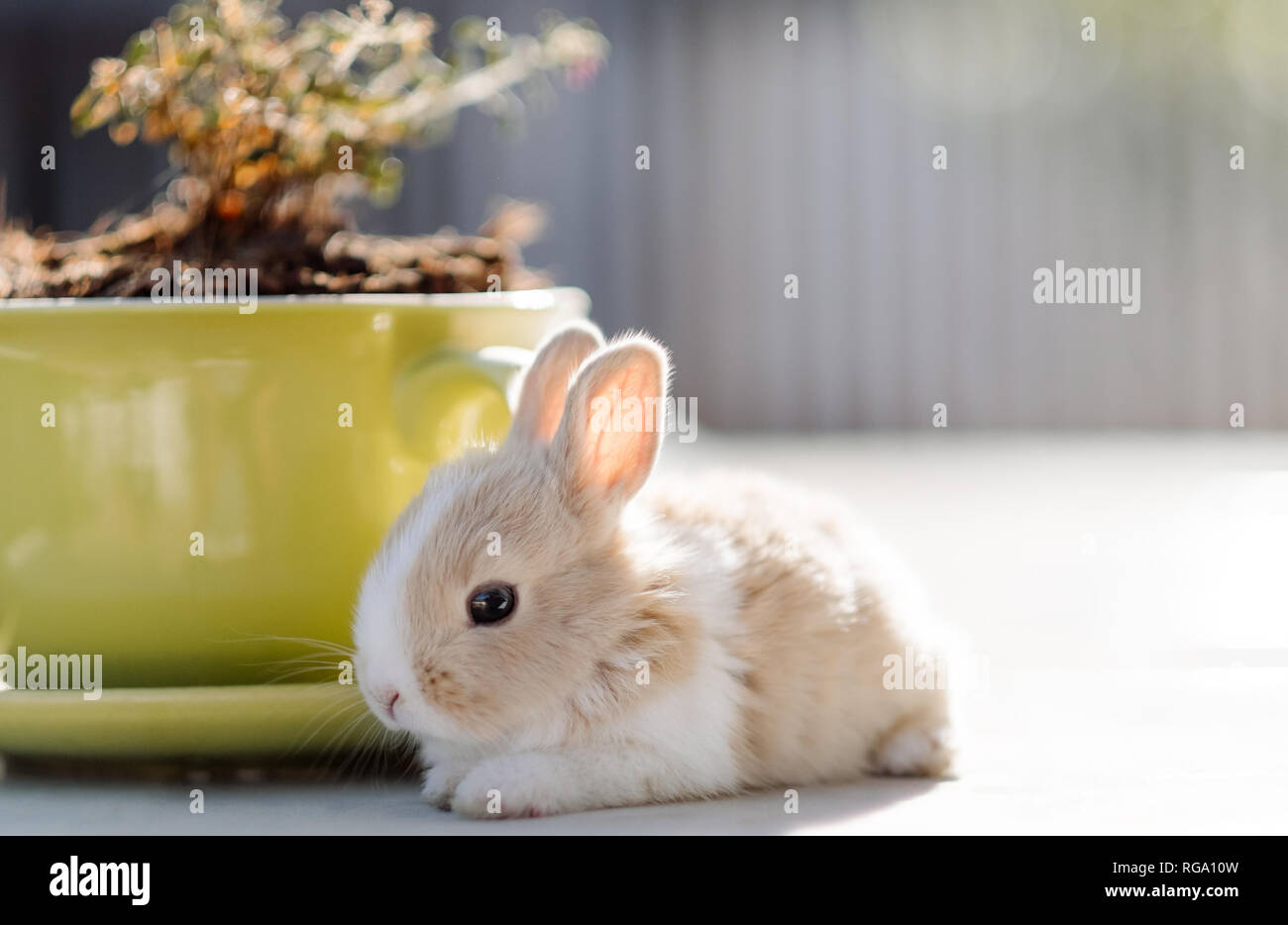 Little bunny in sunny day Stock Photo