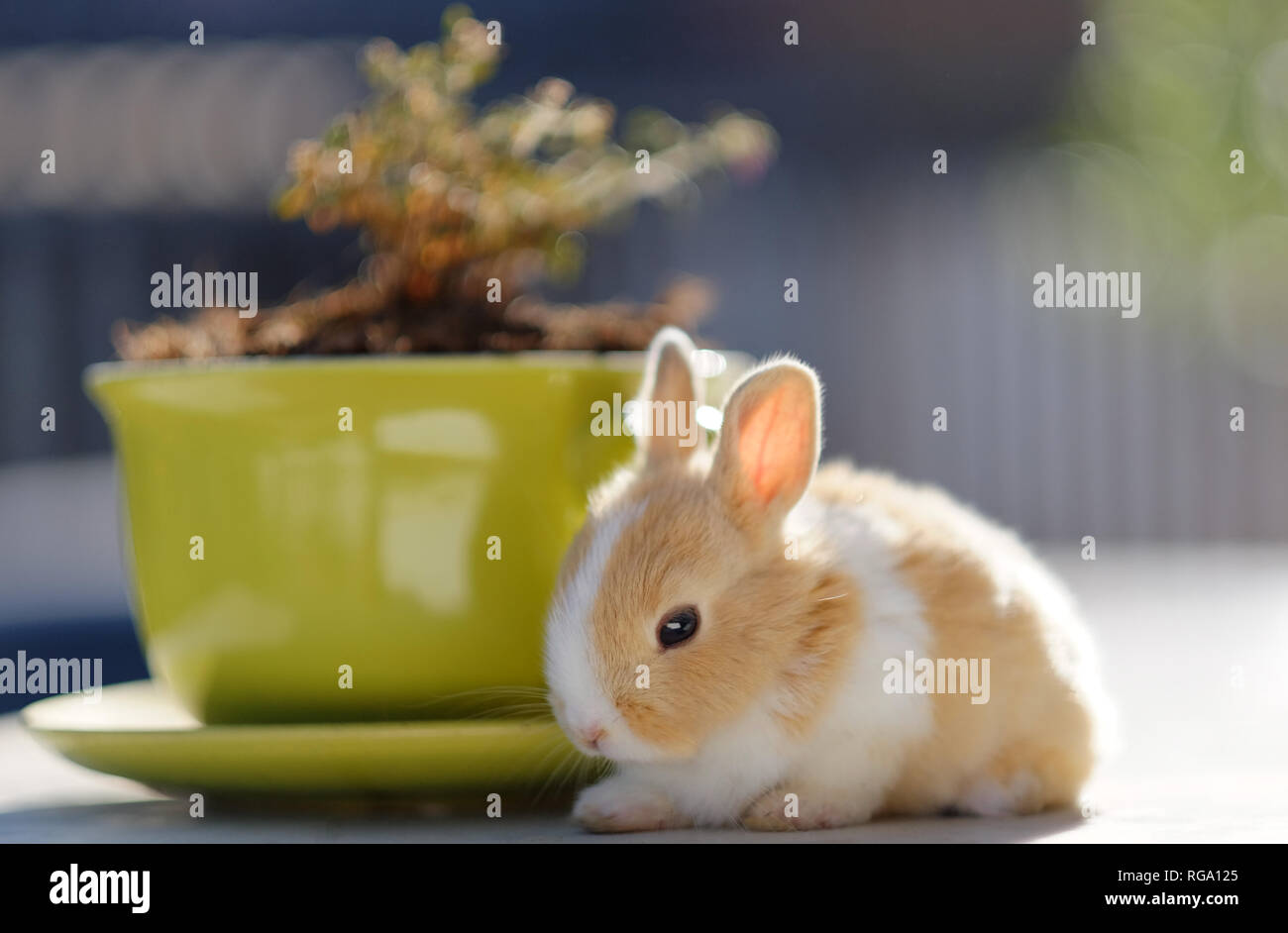 Little bunny in sunny day Stock Photo