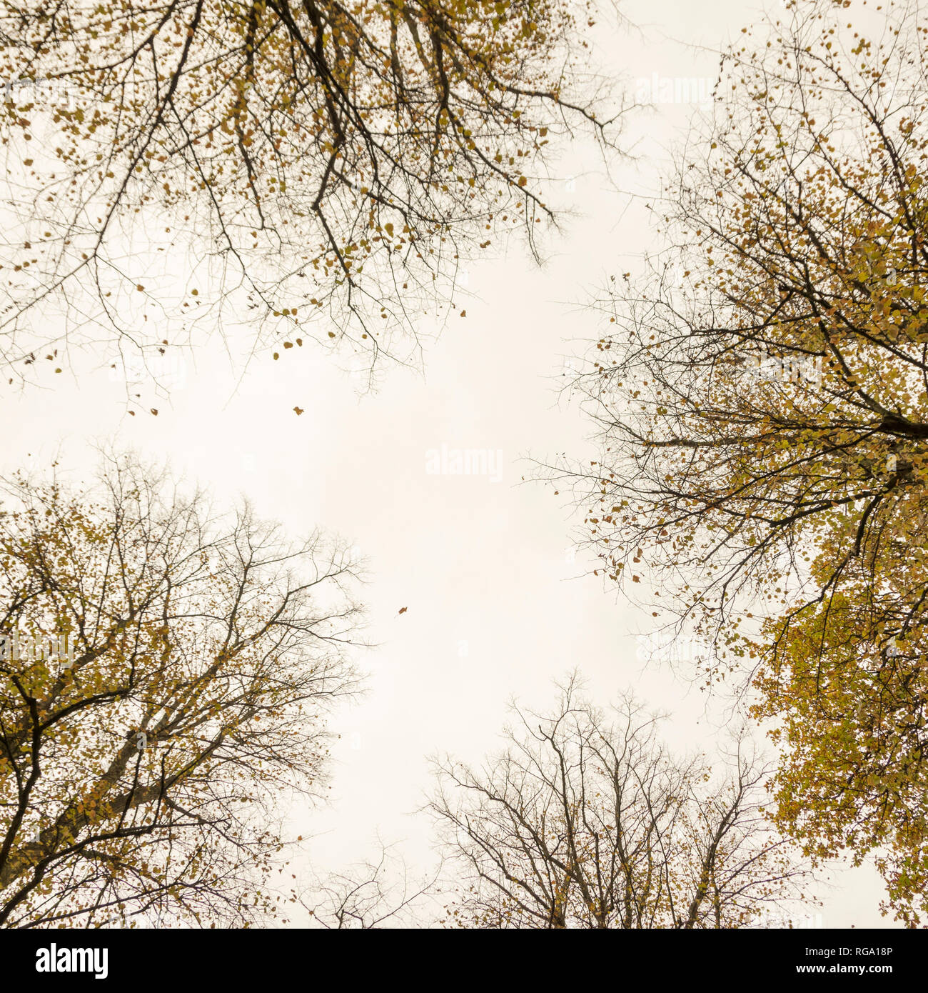 Leaves falling from autumnal trees, looking up at the sky in the gap between four large trees. Stock Photo