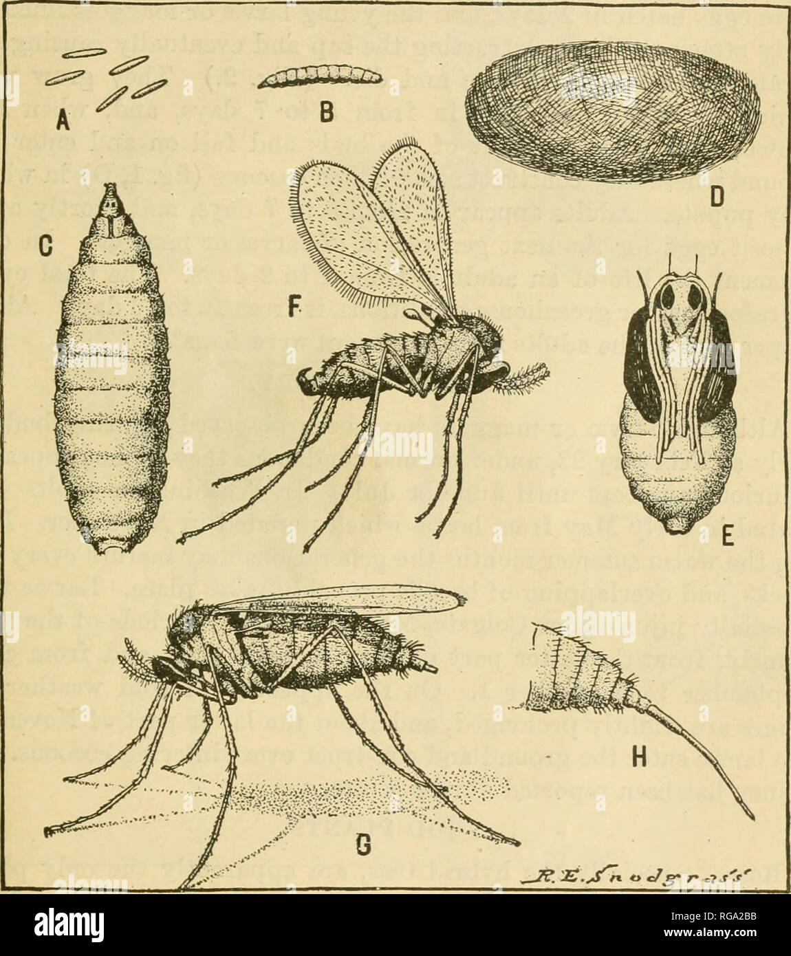 . Bulletin of the U.S. Department of Agriculture. Agriculture. THE HOSE MIDGE. 3 bearing a transverse spinulose ridge on dorsal surface, ventral surface without these ridges; bases of antennae produced with usual pair of bristles imme- diately posterior to them and with two large respiratory tubes protruding through cocoon. ADULT. Male [Fig. 1, F]. Length 1 mm. Antennae short, 9 subsessile segments, the fifth with a length only a little greater than its diameter, the last segment greatly produced, with a length about four times its diameter. Palpi; the first. Fig. 1.—The rose midge (Dasyneura  Stock Photo