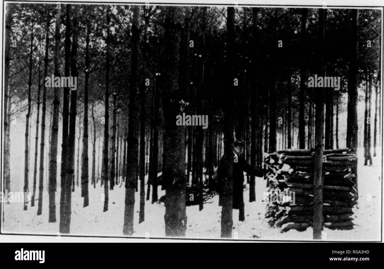. Bulletin (Pennsylvania Department of Forests and Waters), no. 46-50. Forests and forestry. The Mont Alto Nursery Produced the White Pine HieedlinyH That Now Make In This Attravtive and Thrifty Plantation Near Austin in Potter Countii. ''&quot;'&quot; ''^ lo^^Zf'ow^TrZ ^&quot;'' ^''^^'*&lt;^*ions Grown from Mont Alto Trees. Thcs, 40 1 ear-Old Trees are Rapidly Approaching Merchantable Size BIBLIOGRAPHY (1) Anonymous. 1902. Doings of the State Forestry Reservation Commission. Forest Leaves, Vol. VIII, p. 135. (2) Anonymous, 1902. Forestry at Mont Alto. Forest Leaves, Vol. VIII, p. l'Â»l. (3) A Stock Photo