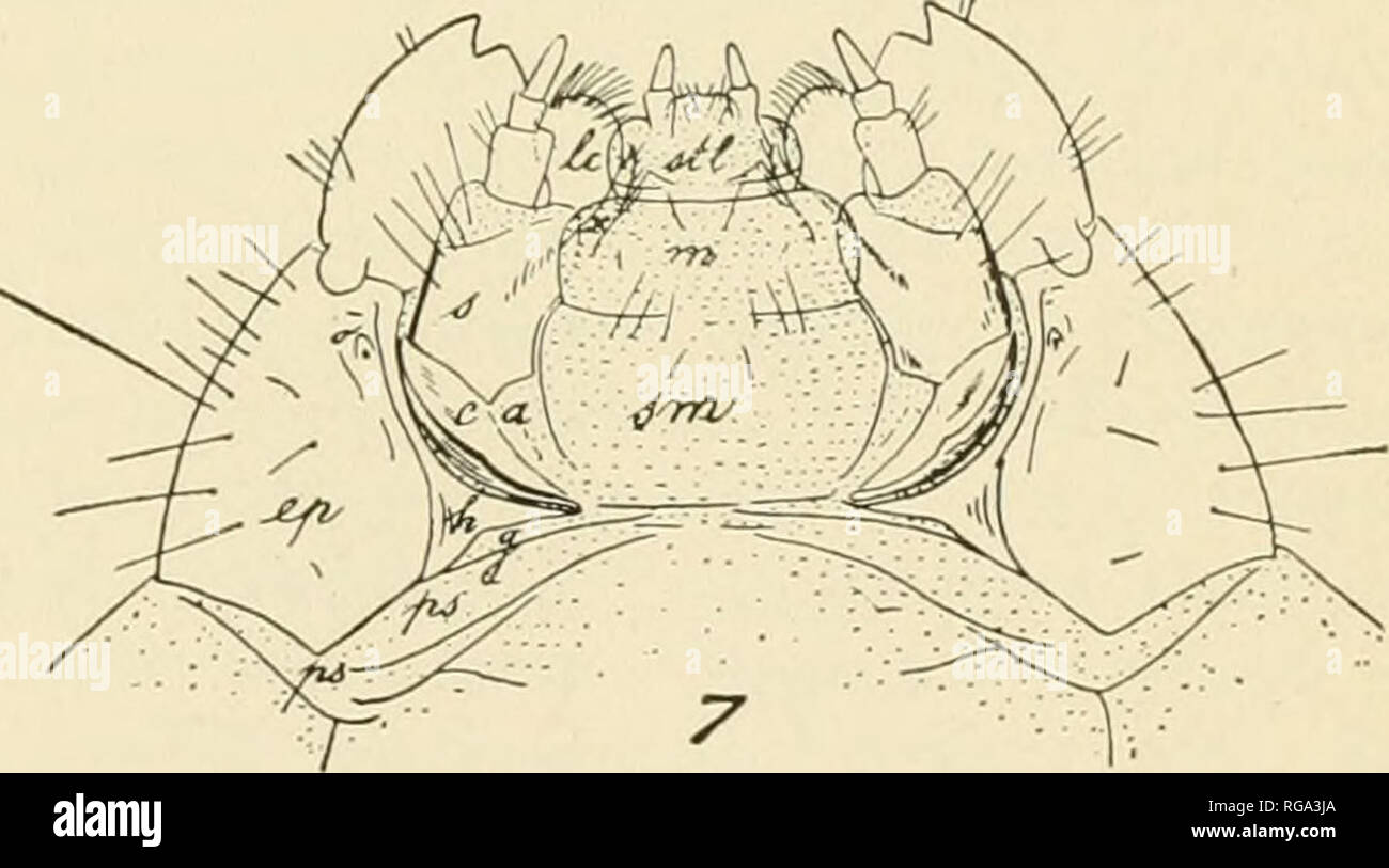 . Bulletin of the U.S. Department of Agriculture. Agriculture. Egg and Larva of the Tobacco Beetle (Lasioderma serricorne). Fig. 1. -Front view of face. Fig. 2.—Side view of larva. Fig. 3.—Thoracic and abdominal areas: aa, Parasternum; a, labial palp; ae,alar area; b,stipes labialis; c,mentum; d,submentum; &lt;ll, dorso- lateral suture; e, gula:/, presternite; g,antenna; h, ocellus; i, stipesmaxillaris; k, cardo; /, epistoma; m, clypeus; m,labrum: o.preepipleurum; oe, basisternum; p, epipleural lobe; g, postepipleurum; r, prehypopleurum: s, posthypopleurum; r.prescutum; «, scutum; v, scutellum Stock Photo