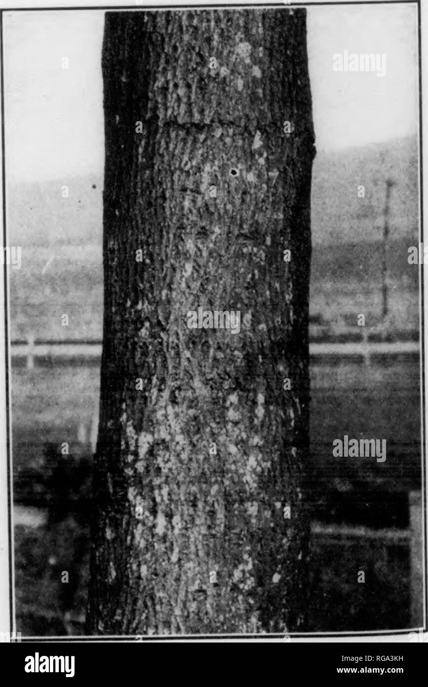 Bitter nut hickory Black and White Stock Photos & Images Alamy