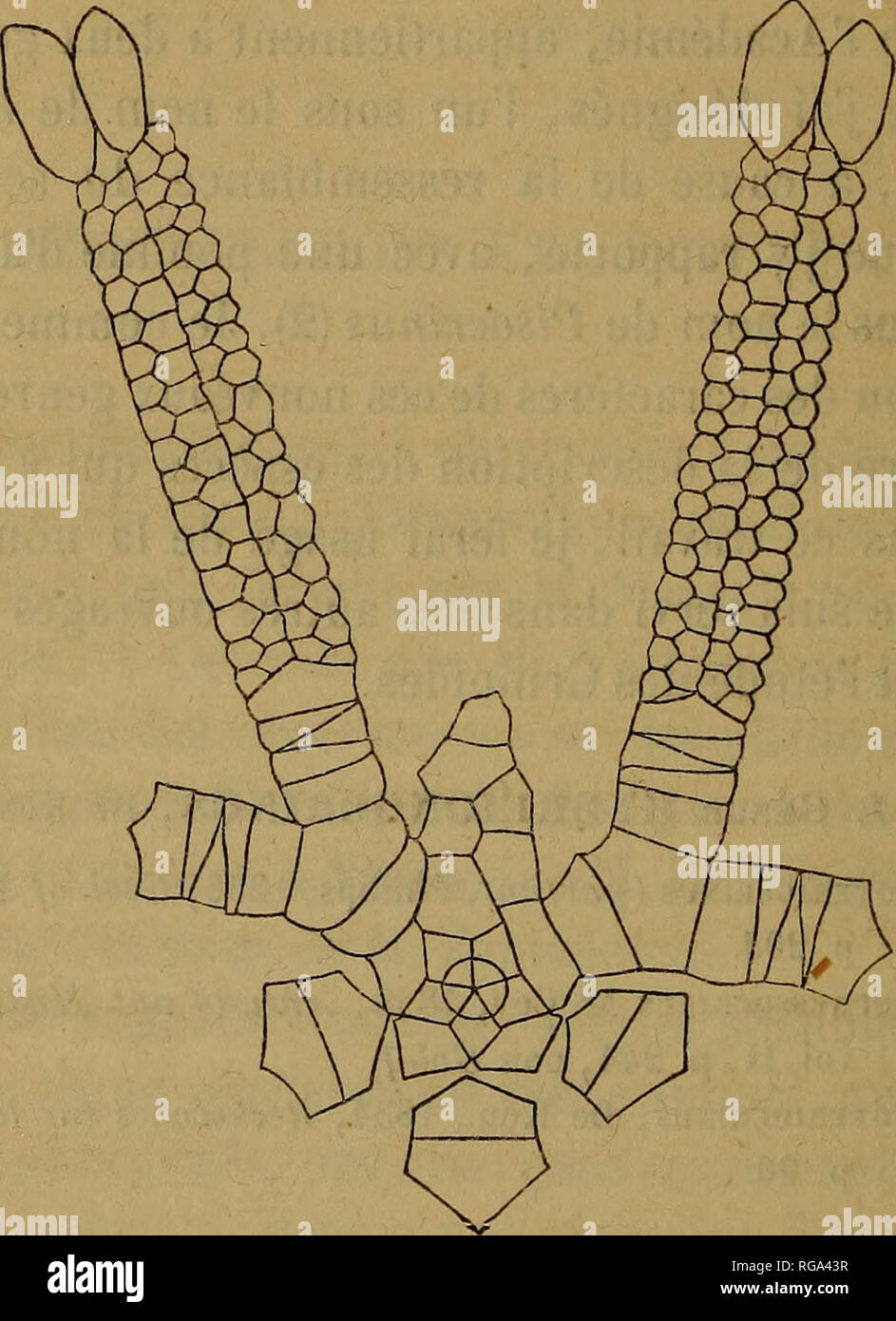 fragment de betterave 8 lettres