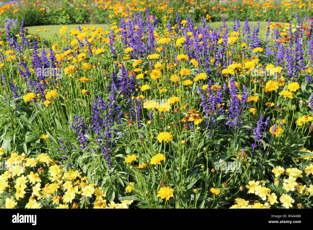 Summer Flower Bedding Display With A Mix Of Yellow And Purple Flowers And A Grass Lawn In The Background Stock Photo Alamy