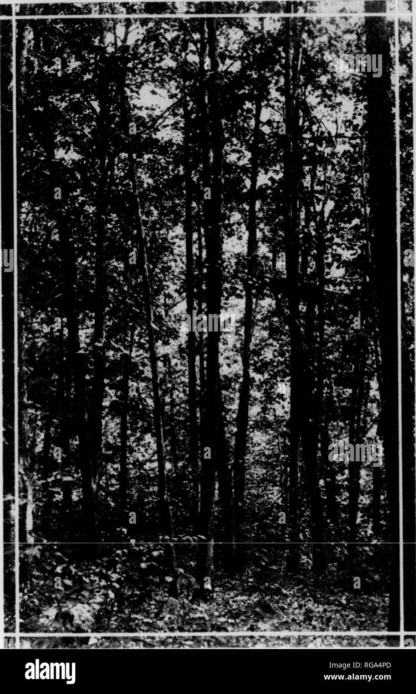 . Bulletin (Pennsylvania Department of Forests and Waters), no. 36-37. Forests and forestry. 21 20 NumlxT of Trcps .Suppli('n's(s ami Watfis 191S 6.03.1760 2.186,899 191«&gt; 2,132,547 3,139,531 1920 238.298 2,543.374 1921 177,960 3,041,710 1922 133,221 3,670,621 1923 551,462 5,437,817 1924 424,380 8,577,464 Total 35.331,659 32,312,908 Forest tree planting in Pennsylvania is an established practice. It is growing by leaps and bounds. As shown by the foregoing tabic, only 66,374 trees were set out by private planters in 1910; in 1915, 115,577 trees; and less than a decade later the number had i Stock Photo