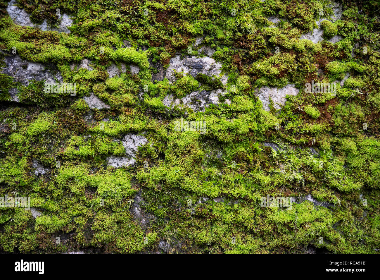 Old stone wall covered with green moss Stock Photo - Alamy
