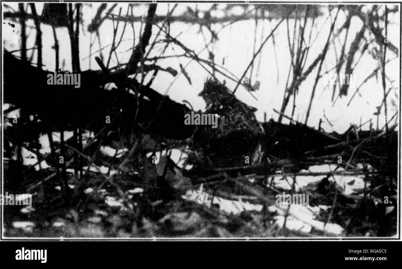 . Bulletin (Pennsylvania Game Commision), no. 11. Game protection; Birds. Photograph by Game Commissioner Uoss L. Leffler, M&lt;Keesport. Fi^'. 10. A FEEDIXG-SITELTEIl FOR BOB-WHITES BUILT BY BOY SCOUTS HUNGARIAN PARTRIDGE Normal Food: This bird of the open field lives upon weed and grass seed almost exclusively during the winter. Since the birds inhabit only the wide treeless fields, they exist chiefly upon the seeds of plants which grow strictly in the open. Food at Shelters: Commercial scratch feed, good screenings, commercial chick feed, wheat, oats, rye, barley, broom corn, millet and sun Stock Photo