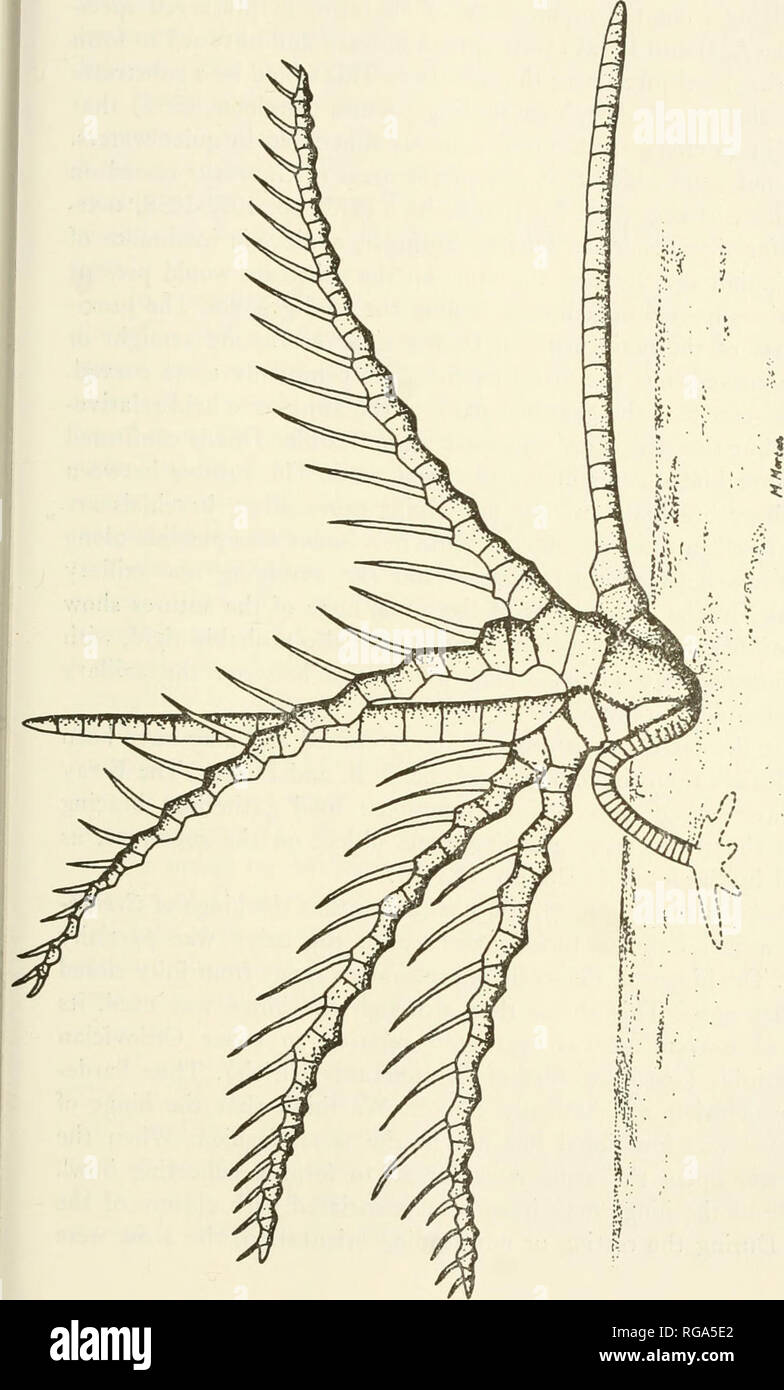Bulletins Of American Paleontology Middle Ordovician Crinoids Brower Amp Veinus 463 Y J Pry O Ci U Ai D 1 1 U 3 C Q V 13 I T A Gt C