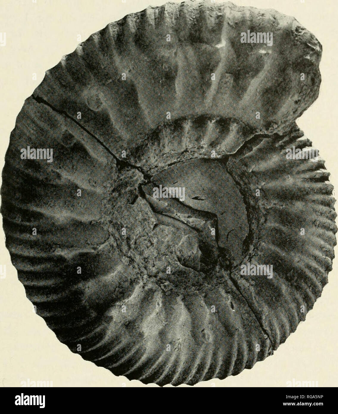 . Bulletins of American paleontology. New Guinea Ammonites: Westermann &amp; Getty 281. Text-figs. 18a-b. — Irianites cf. I. mocrmanni (Kruizinga) ?, from the Derr-ta section of Wai Miha, Taliabu, Sula Islands. (Rijksmuseum Delft, 14885) xl. (18b: apertural view, see p. 282.) Irianites cf. I. moermanni (Kruizinga) $ Pis. 59-62; Text-figs. 19-24 Diagnosis. — Shell large; inner whorls planulate, tabulate, with bituberculate primaries; outer whorl inflated, coronate, Sternmato- ceras-to Teloceras-like. Material. — One well-preserved specimen and at least 20 moder- ately to poorly preserved partly Stock Photo