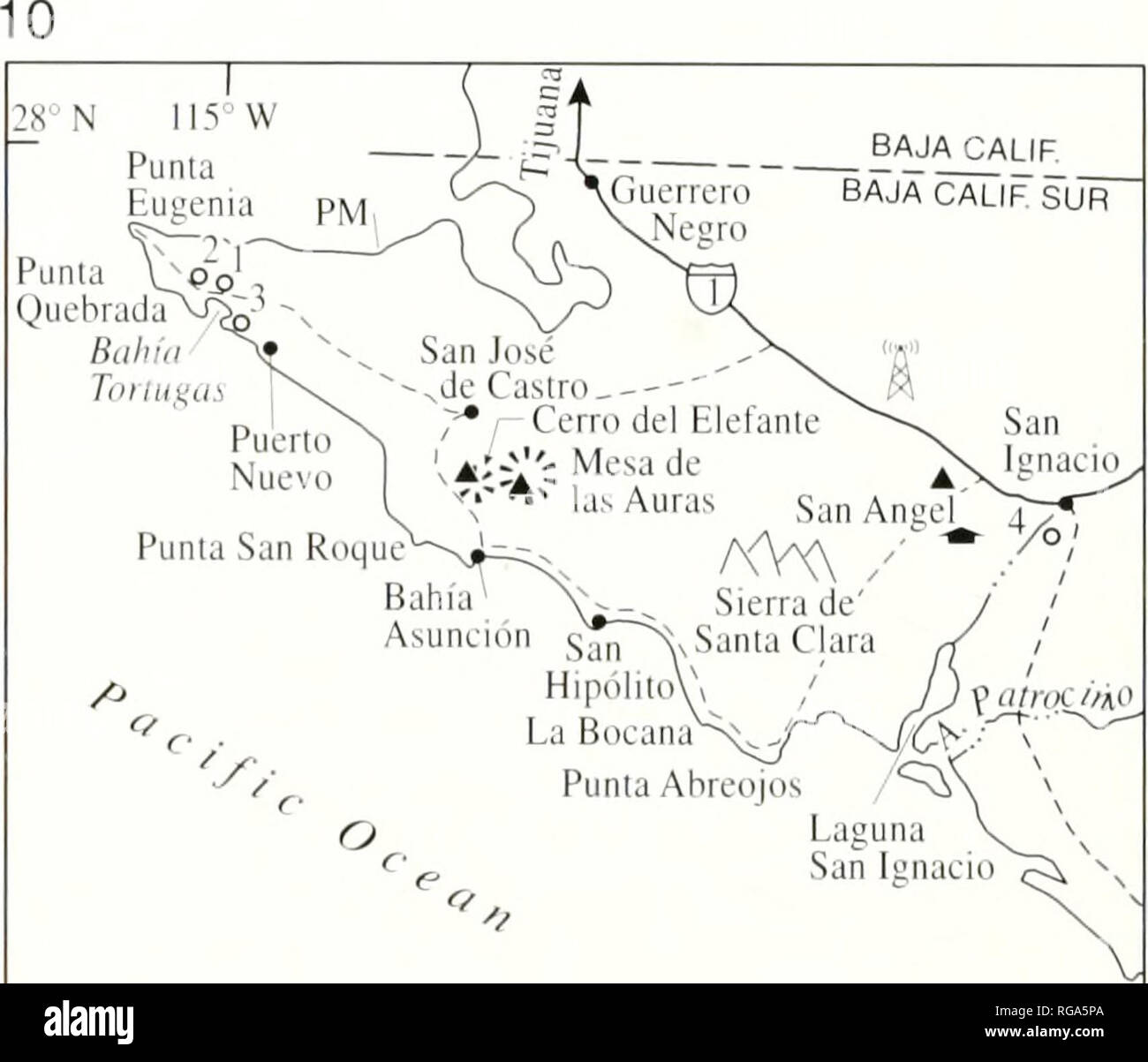 . Bulletins of American paleontology. . V/ Punla Ahreojos '^ O Lagun &quot;&quot;^ San Ignacio 0 20 KM 1 I n^ Mexico highway 1 '' L'npavcd road â¢ Town/village â² K/Ar age locality (Sawlan and Smilh. I^)K4) -â¢â Rancho Â° Type section 115 W IN 12. Please note that these images are extracted from scanned page images that may have been digitally enhanced for readability - coloration and appearance of these illustrations may not perfectly resemble the original work.. Paleontological Research Institution (Ithaca, N. Y. ); Columbia University. Ithaca, N. Y. , Paleontological Research Institution [e Stock Photo