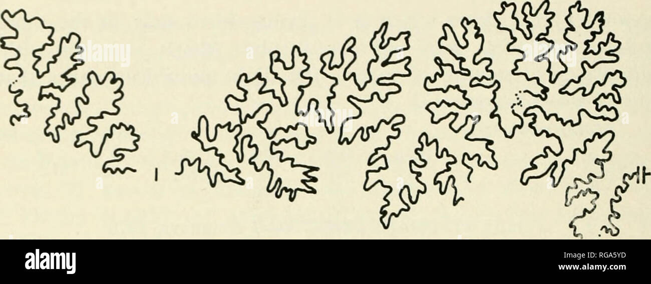 . Bulletins of American paleontology. 248 Bulletin 256. Text-fig. 7. — Adult septal suture of Strp/iaiioccras (Stcphanoccras) aif. S. humphricsianum (J. de C. Sovverby), at approximately 10 cm diameter, from Kemaboe Valley (R.G.M. Leiden, st. 126191). confusion and grossly 'split' at the genus-group and species levels (Westeimann, 1964, p. 66 ff). Experience on several continents suggests that a small fraction (10-20 per cent) of the taxa would suffice. The 'planulate' S. JiumpJniesianiim, type species, almost certainly intergrades with the more inflated and involute and also more common 'plex Stock Photo