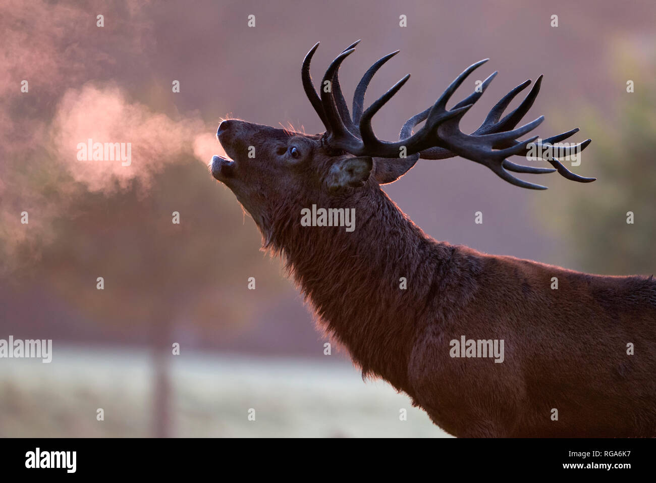 England, Red deer rutting, Cervus elaphus Stock Photo