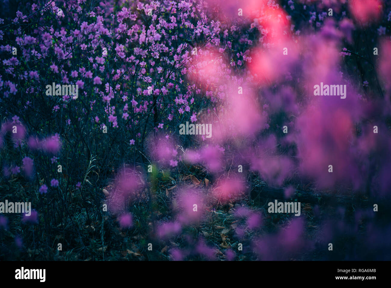 Photos of wildflowers hi-res stock photography and images - Alamy